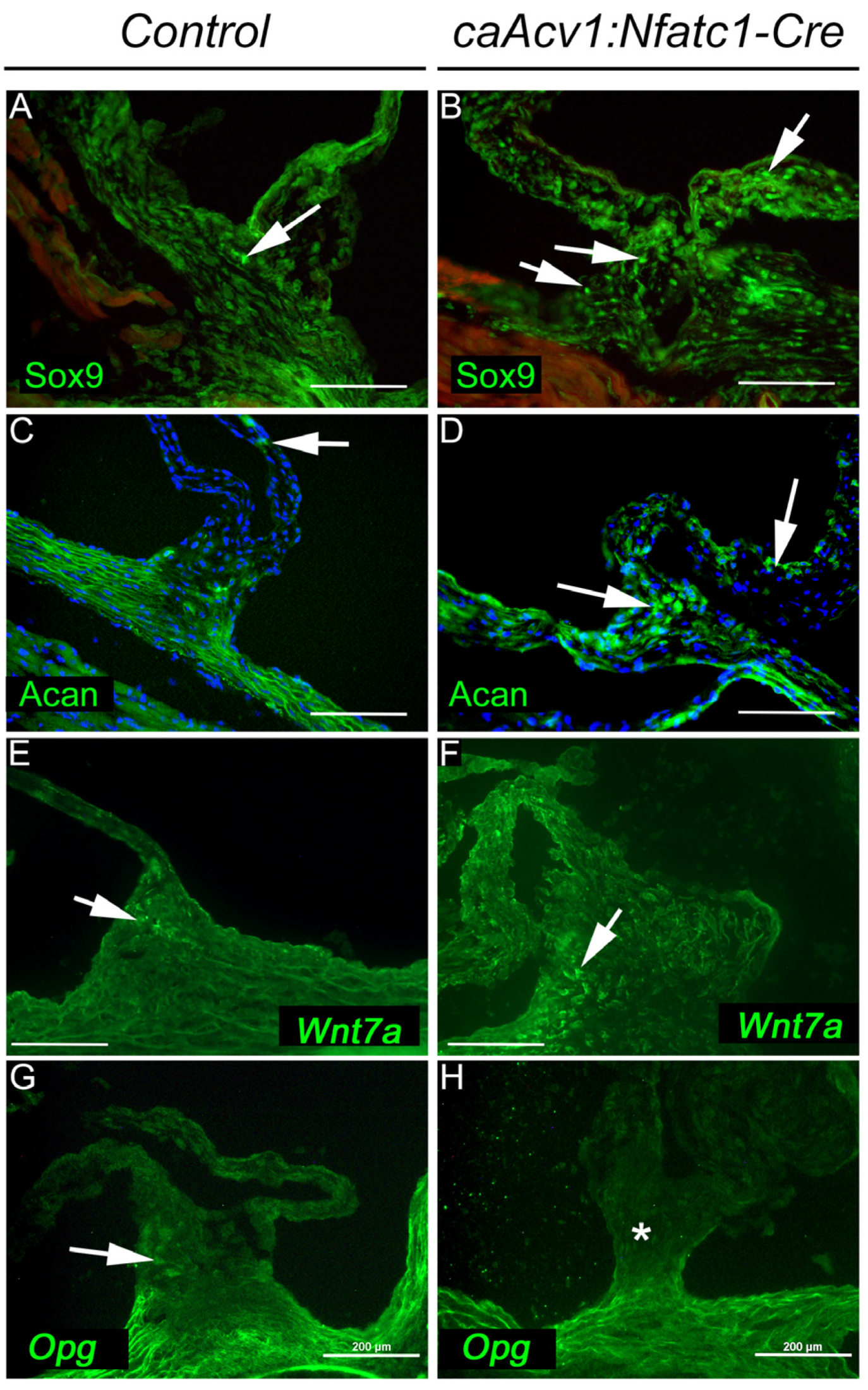 Jcdd 09 00272 g006 Jcdd 09 00272 g006