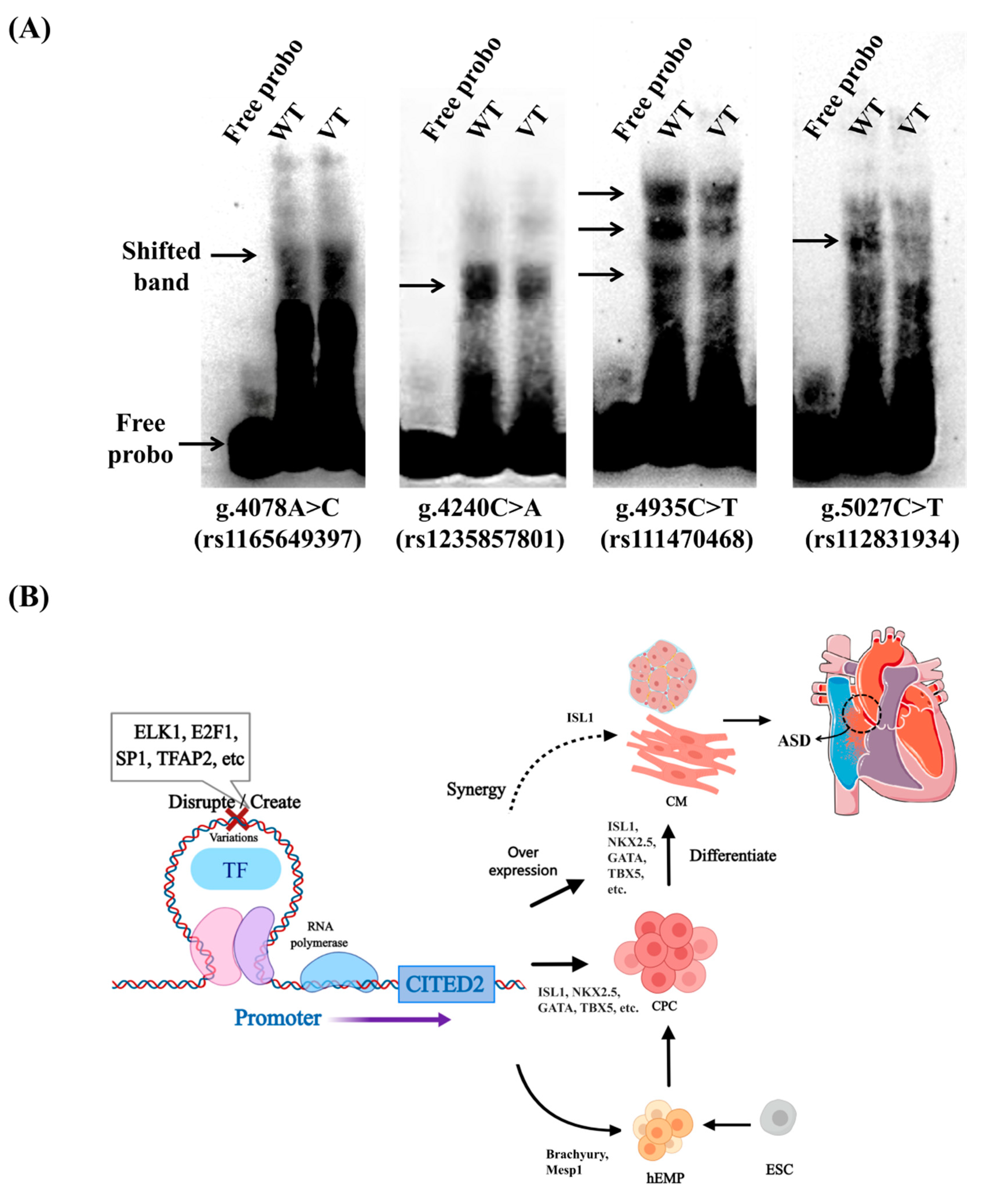 Jcdd 09 00321 g004 Jcdd 09 00321 g004