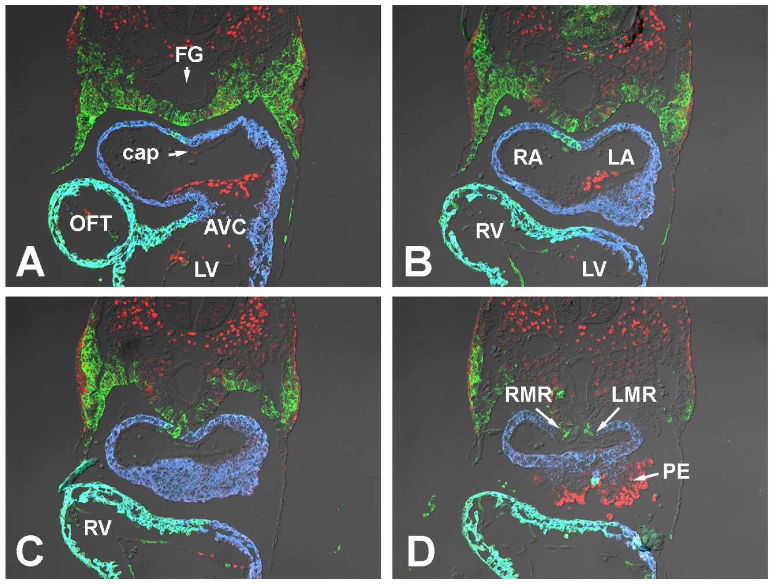 Jcdd 09 00376 g001 Jcdd 09 00376 g001