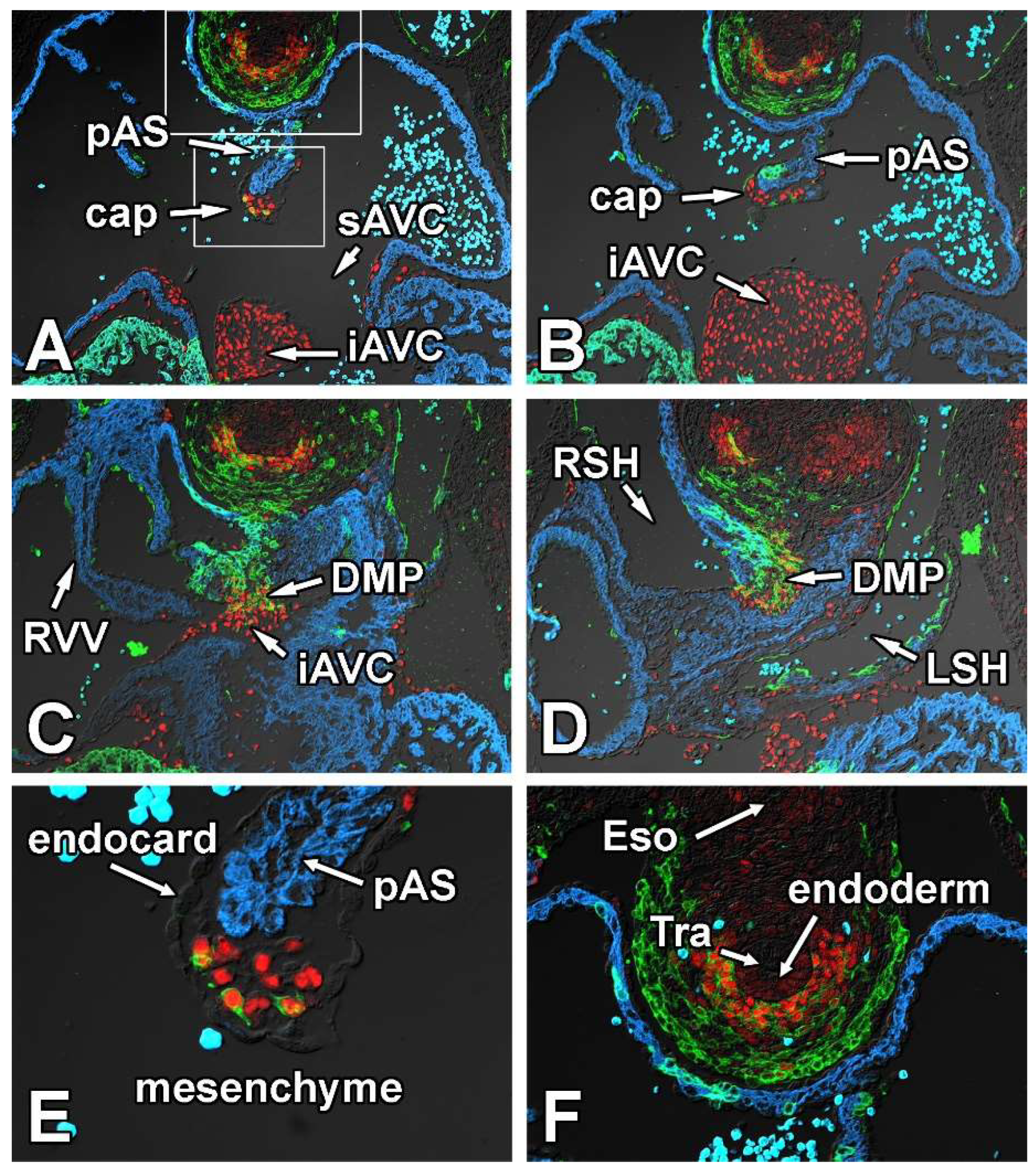 Jcdd 09 00376 g004 Jcdd 09 00376 g004