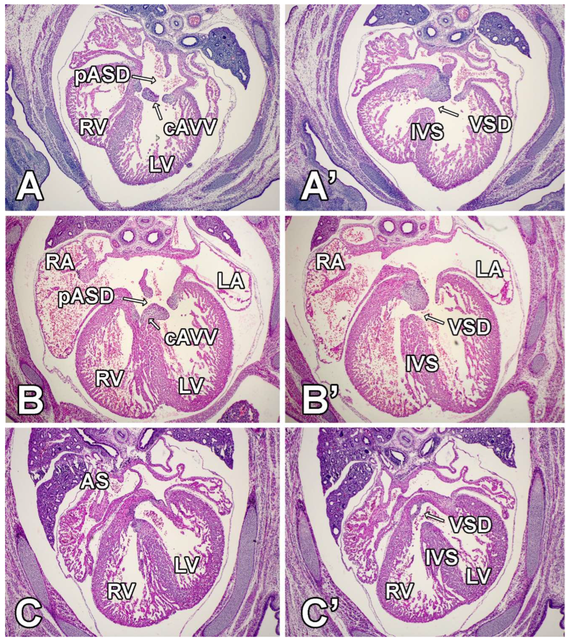 Jcdd 09 00376 g007 Jcdd 09 00376 g007