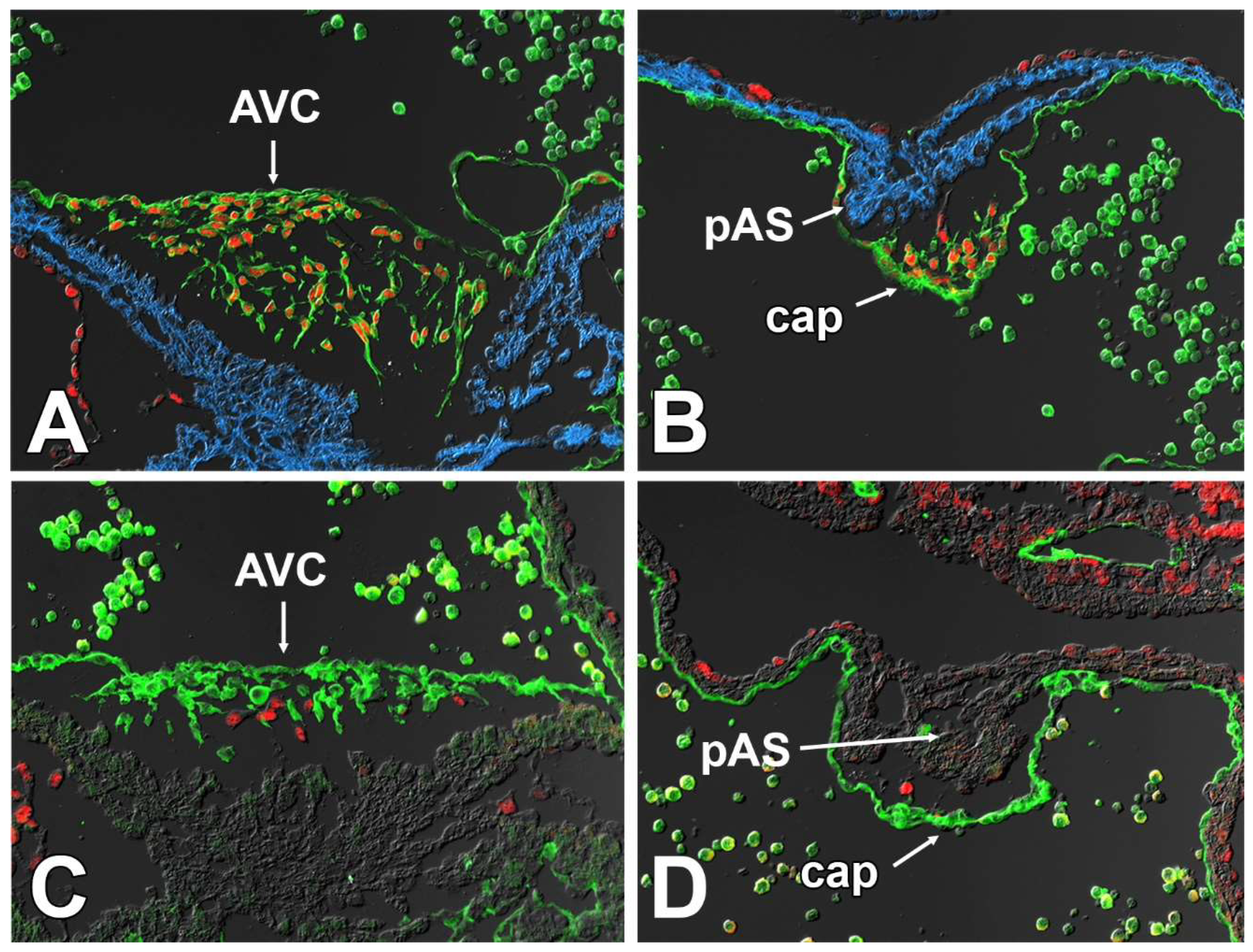 Jcdd 09 00376 g011 Jcdd 09 00376 g011
