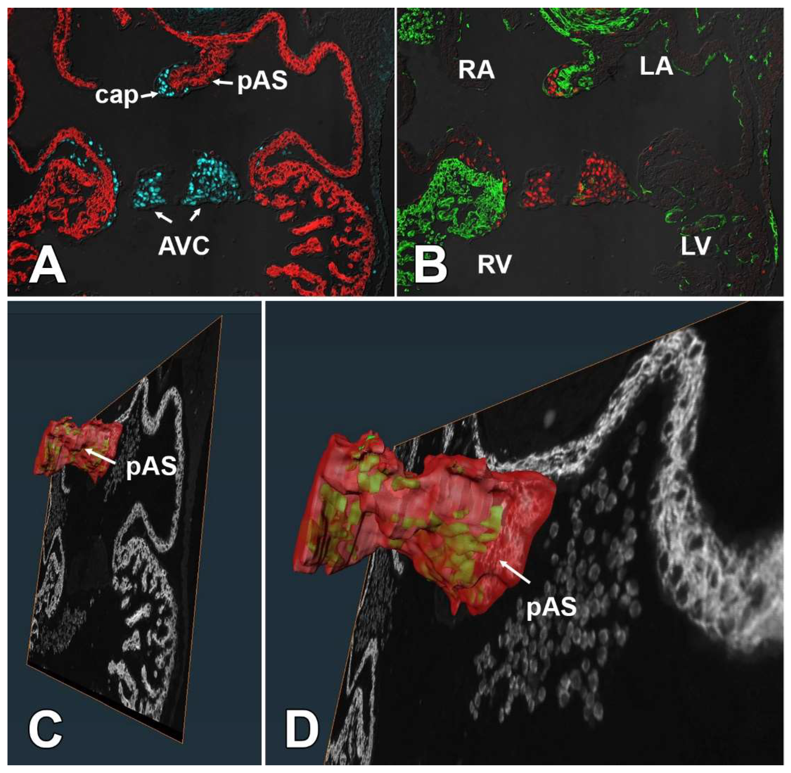 Jcdd 09 00376 g013 Jcdd 09 00376 g013