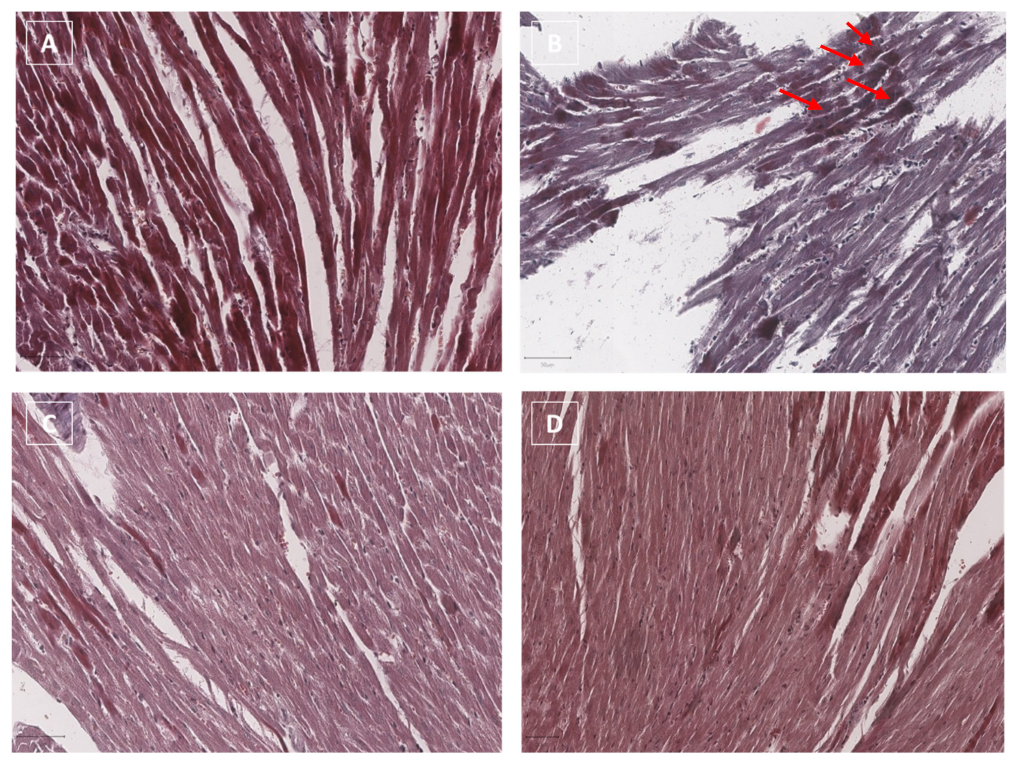 Jcdd 09 00423 g008 Jcdd 09 00423 g008