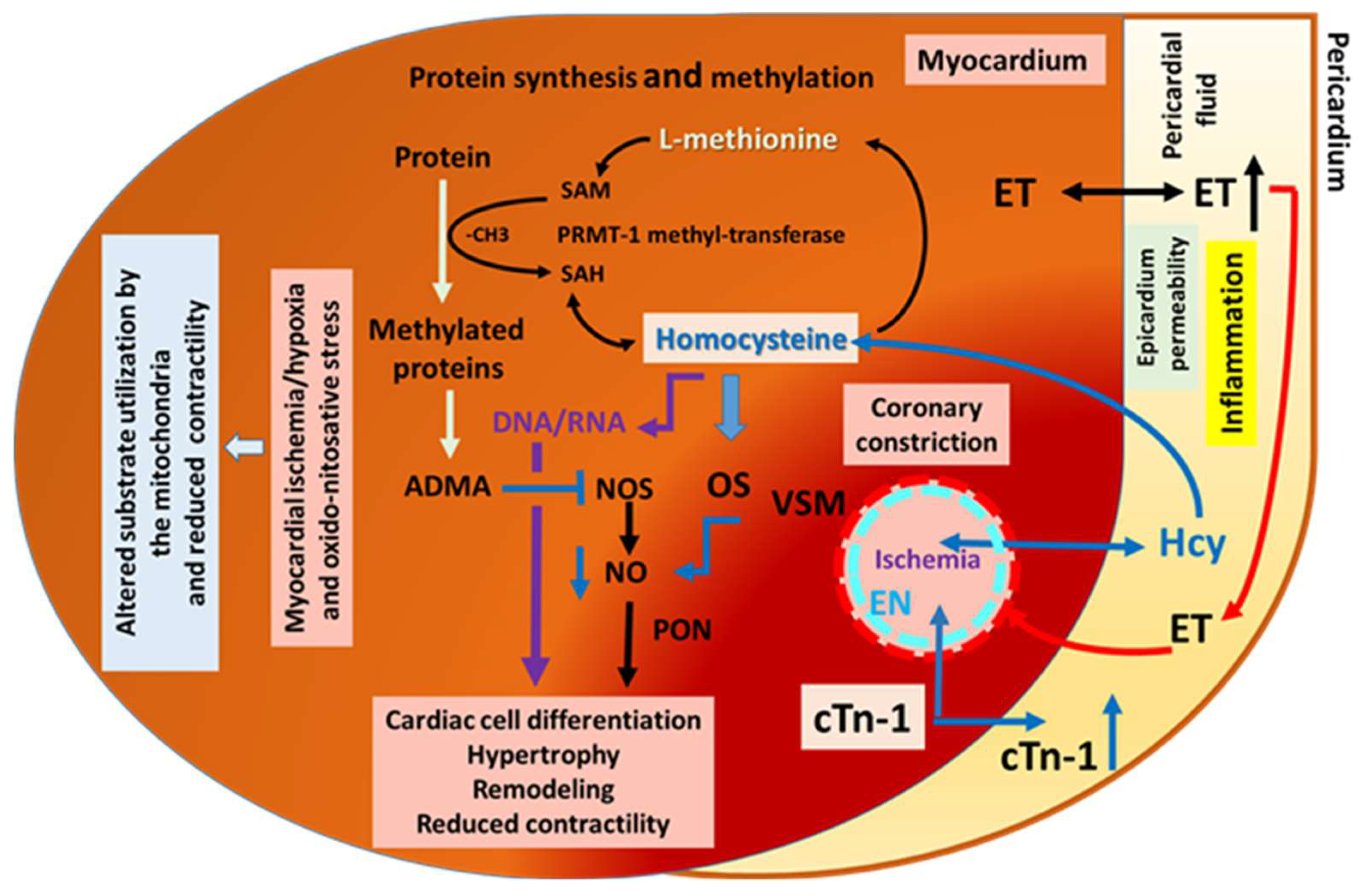 Jcdd 10 00122 g005 Jcdd 10 00122 g005