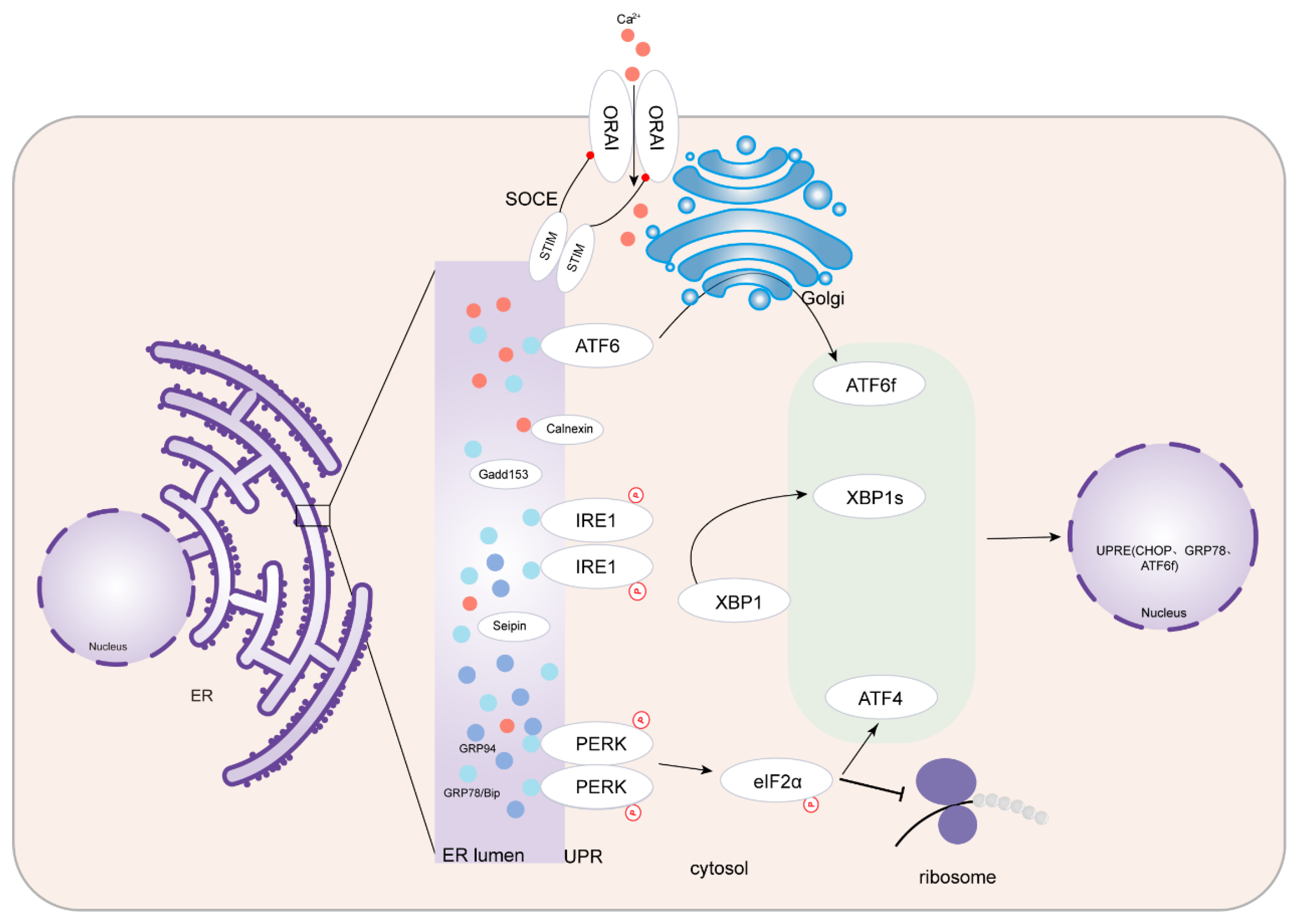 Jcdd 10 00171 g001 Jcdd 10 00171 g001