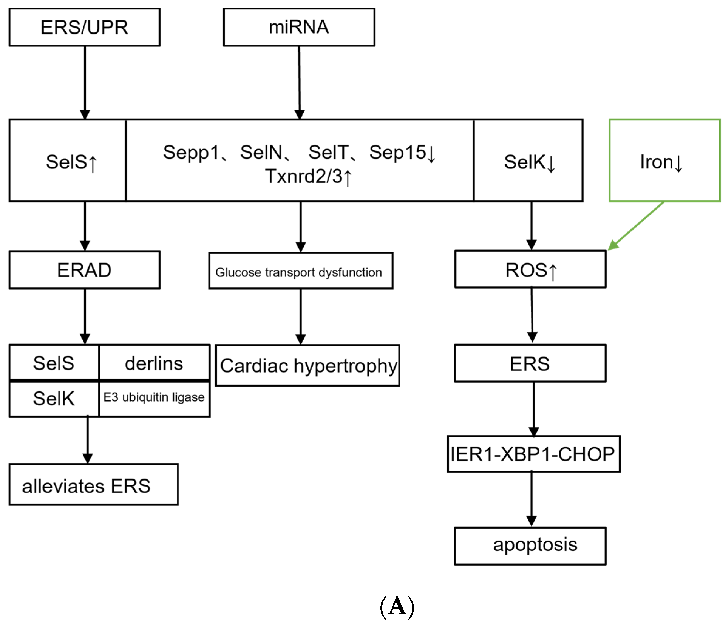 Jcdd 10 00171 g002a Jcdd 10 00171 g002a