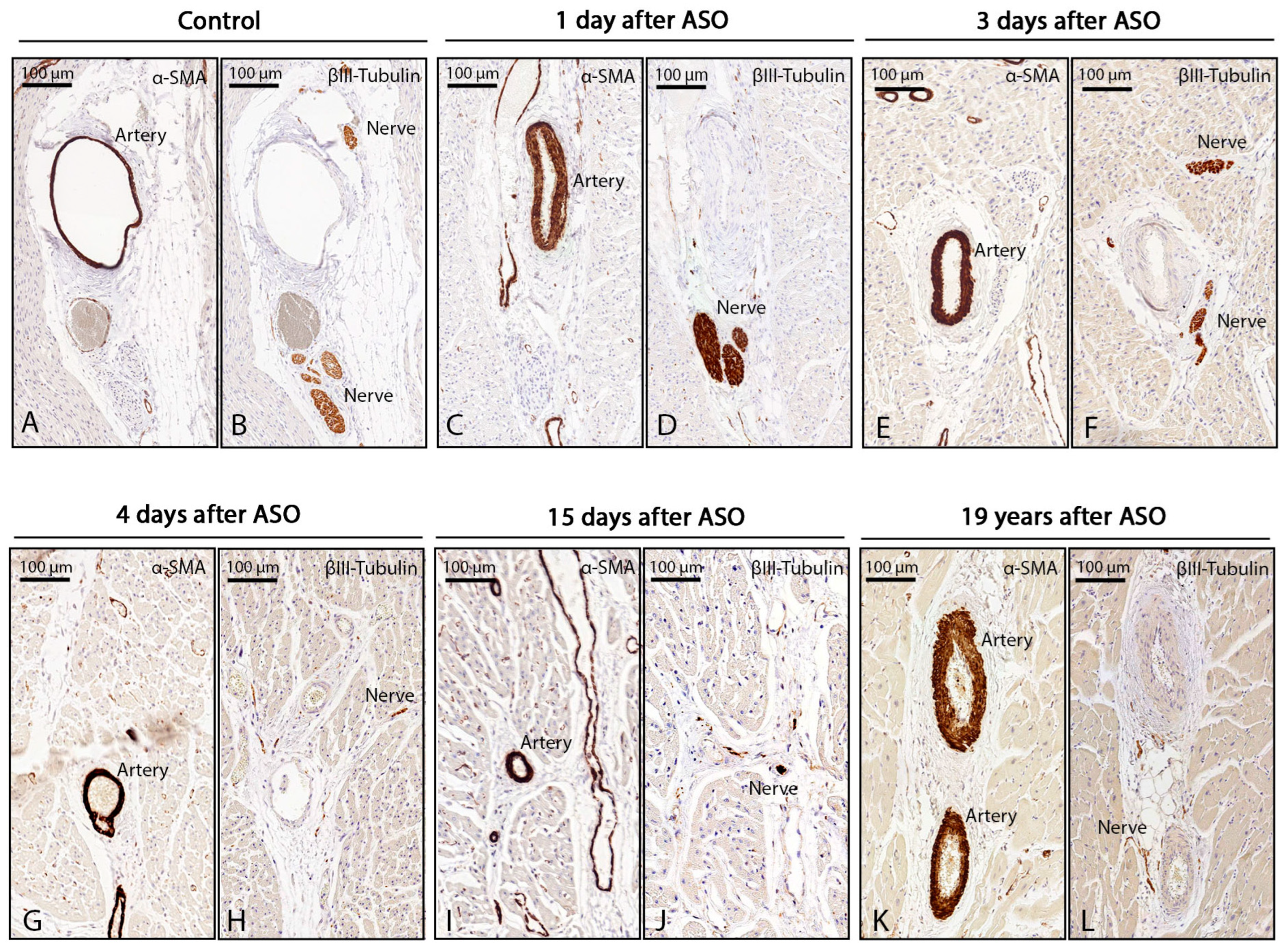 Jcdd 10 00180 g006 Jcdd 10 00180 g006