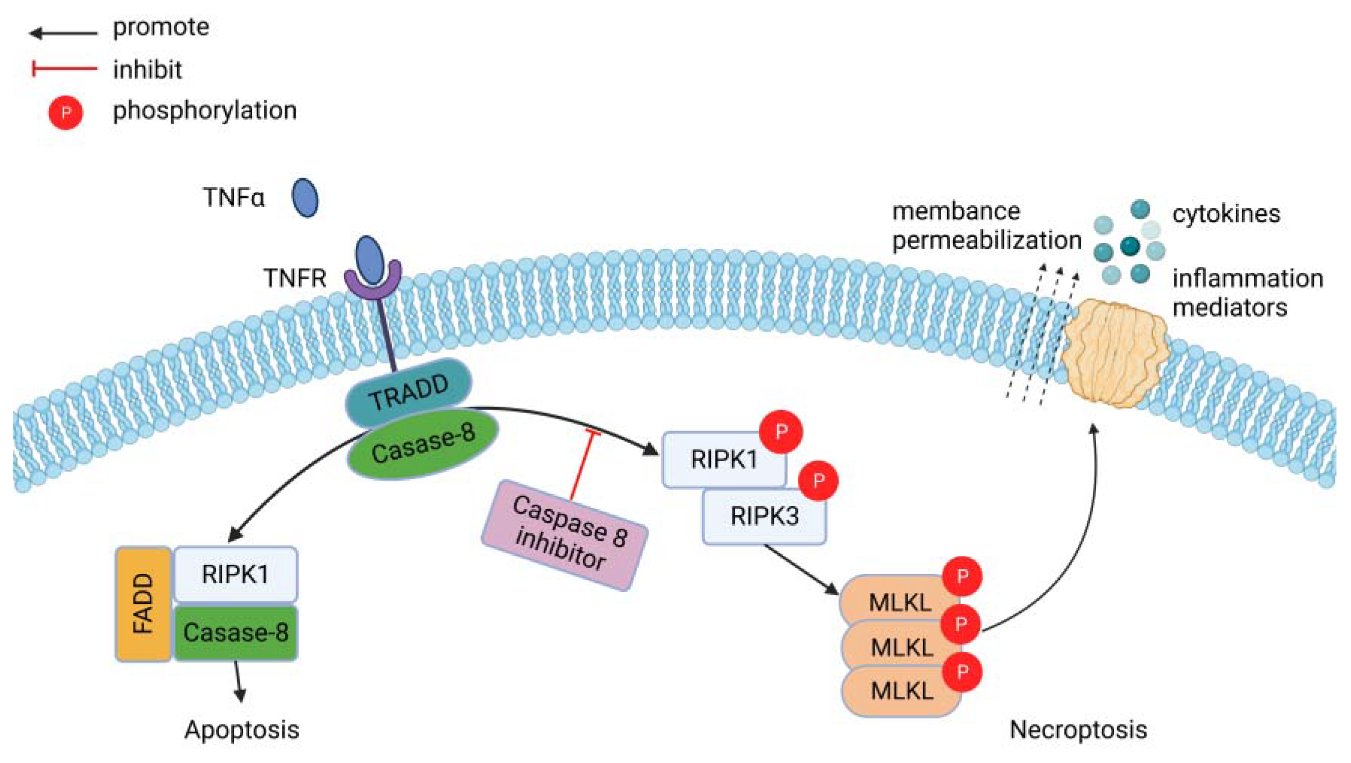 Jcdd 10 00303 g001 Jcdd 10 00303 g001
