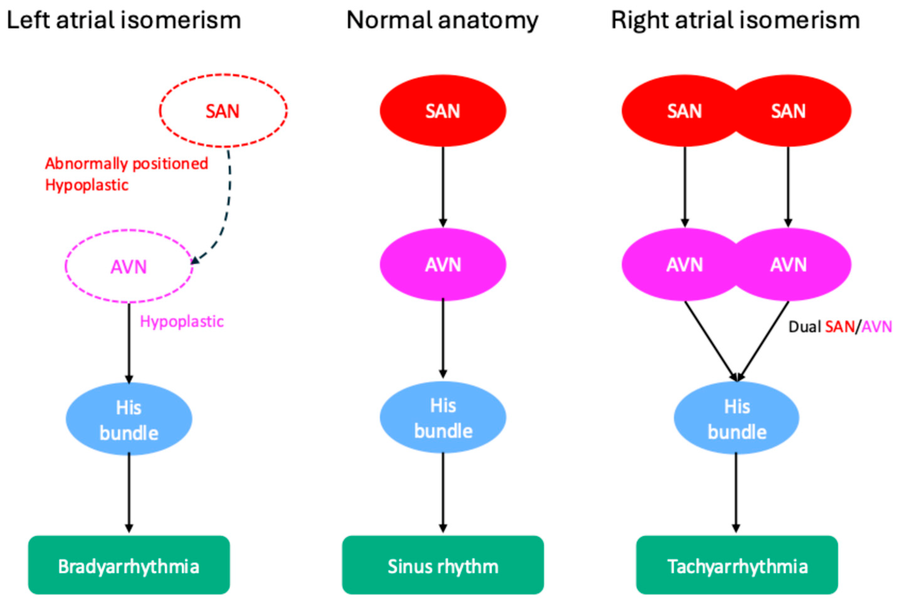 Jcdd 12 00386 g002 Jcdd 12 00386 g002