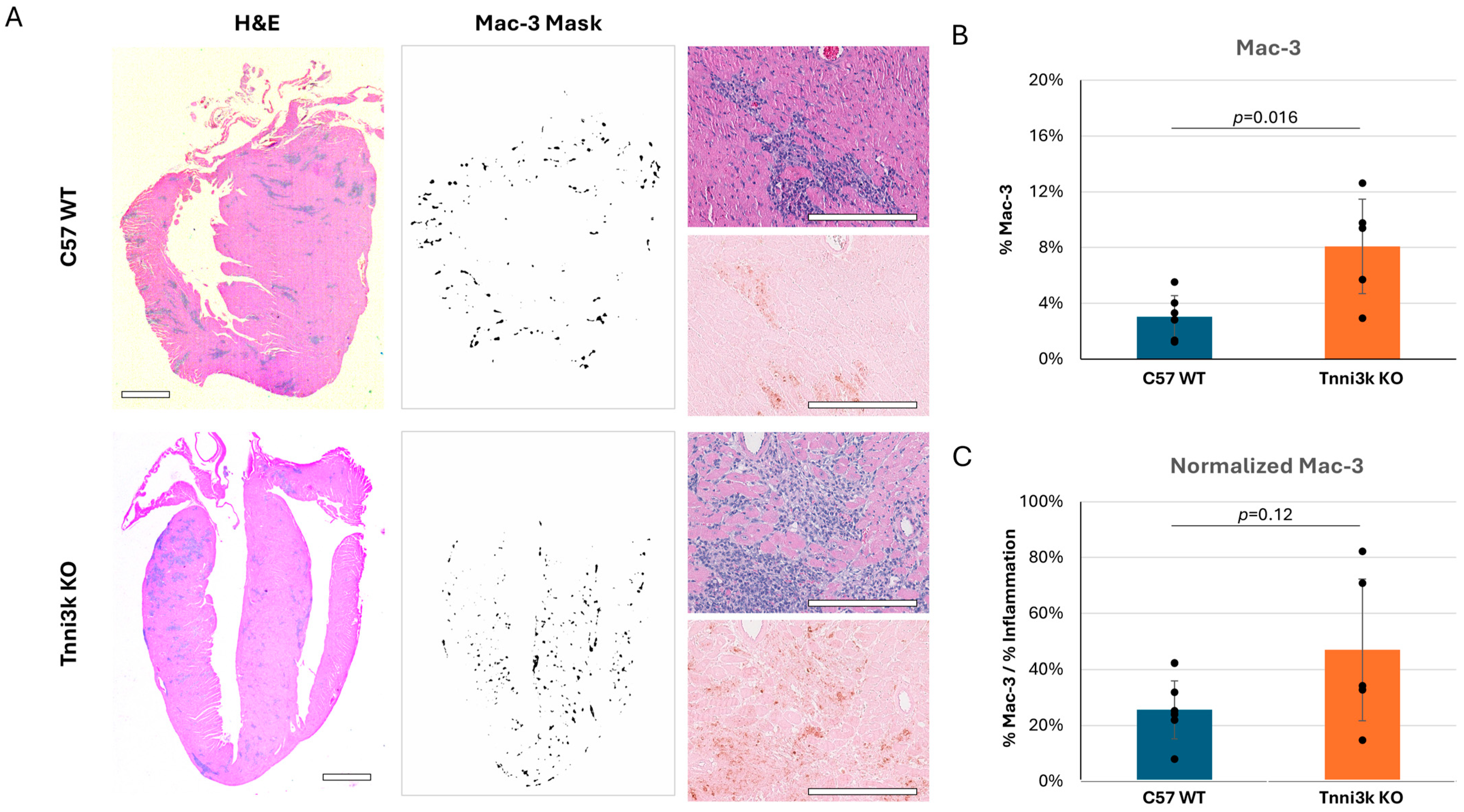 Jcdd 13 00069 g003 Jcdd 13 00069 g003