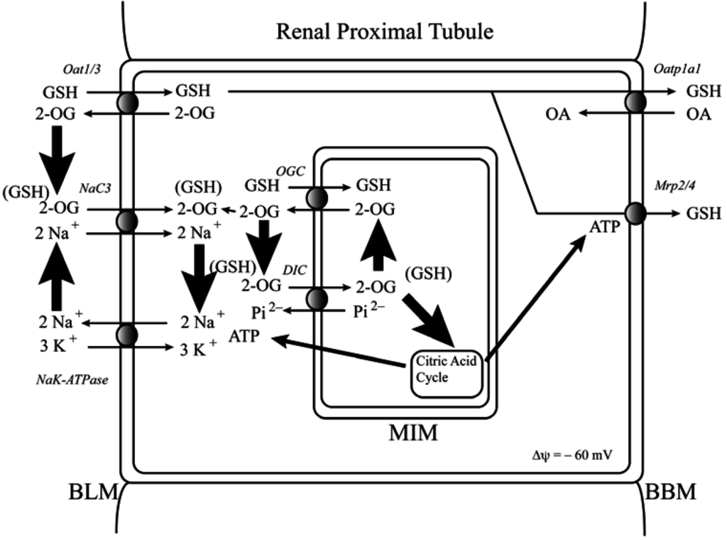Jcm 04 01428 g005 1024
