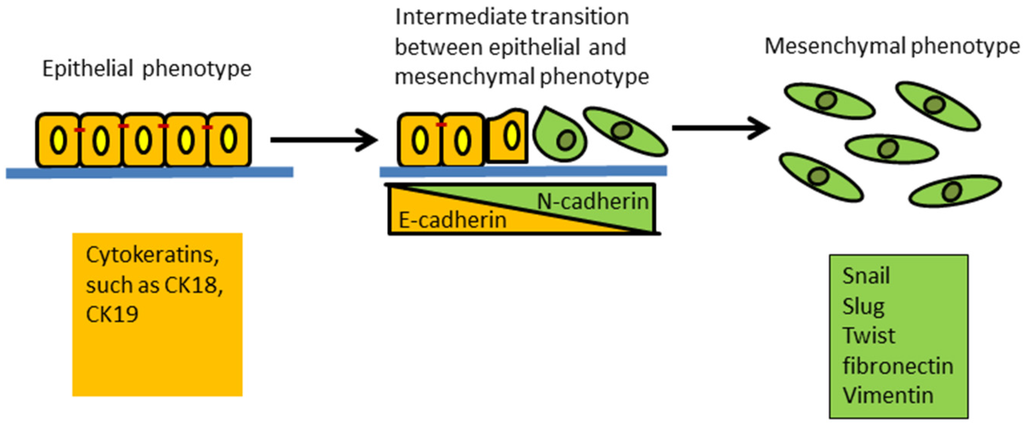 Jcm 05 00013 g001 1024