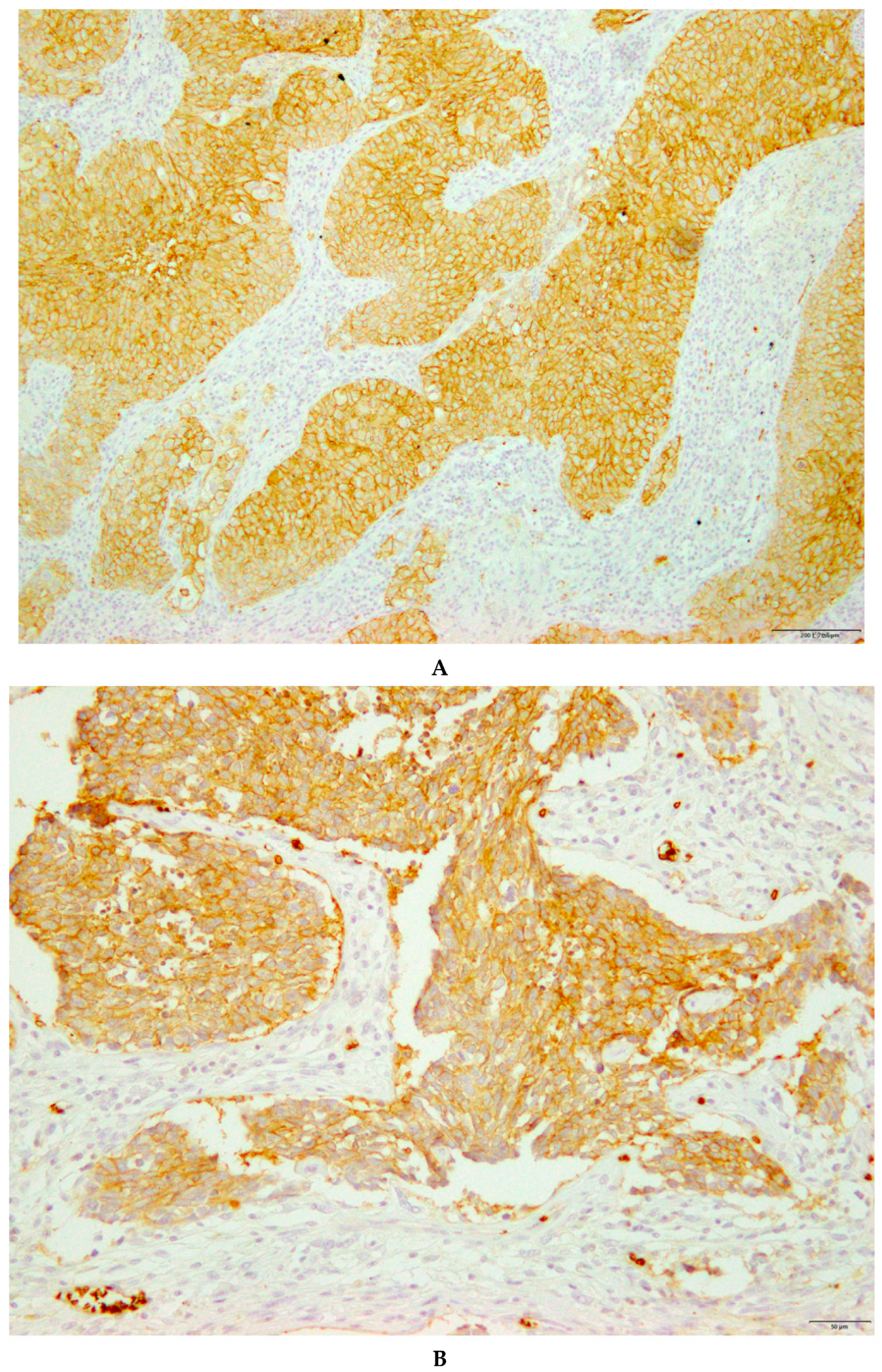 Jcm 09 00413 g001a