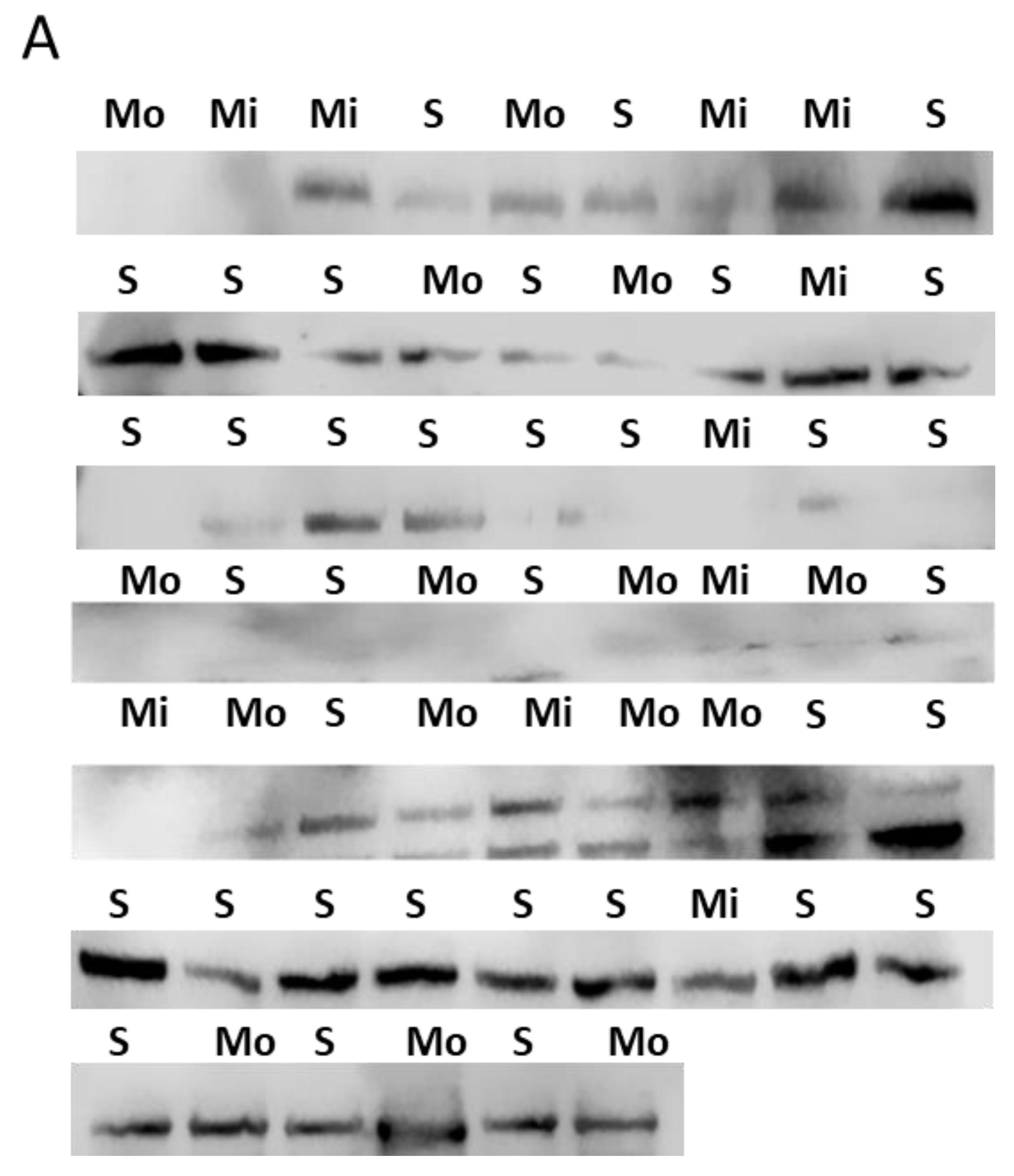 Jcm 09 00473 g002a Jcm 09 00473 g002a