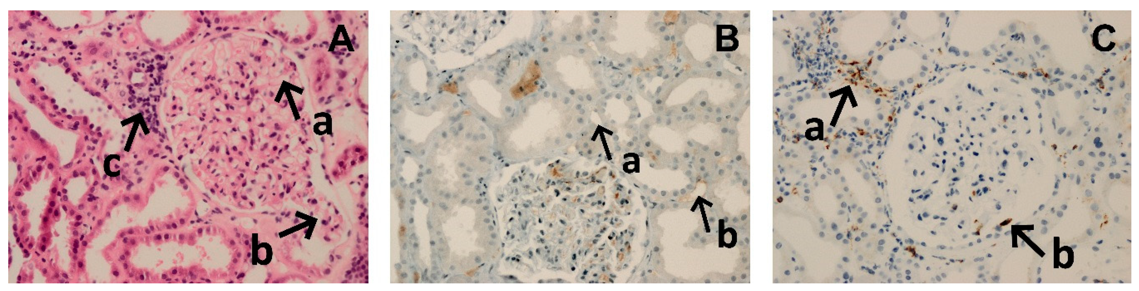 Jcm 09 00529 g002 Jcm 09 00529 g002