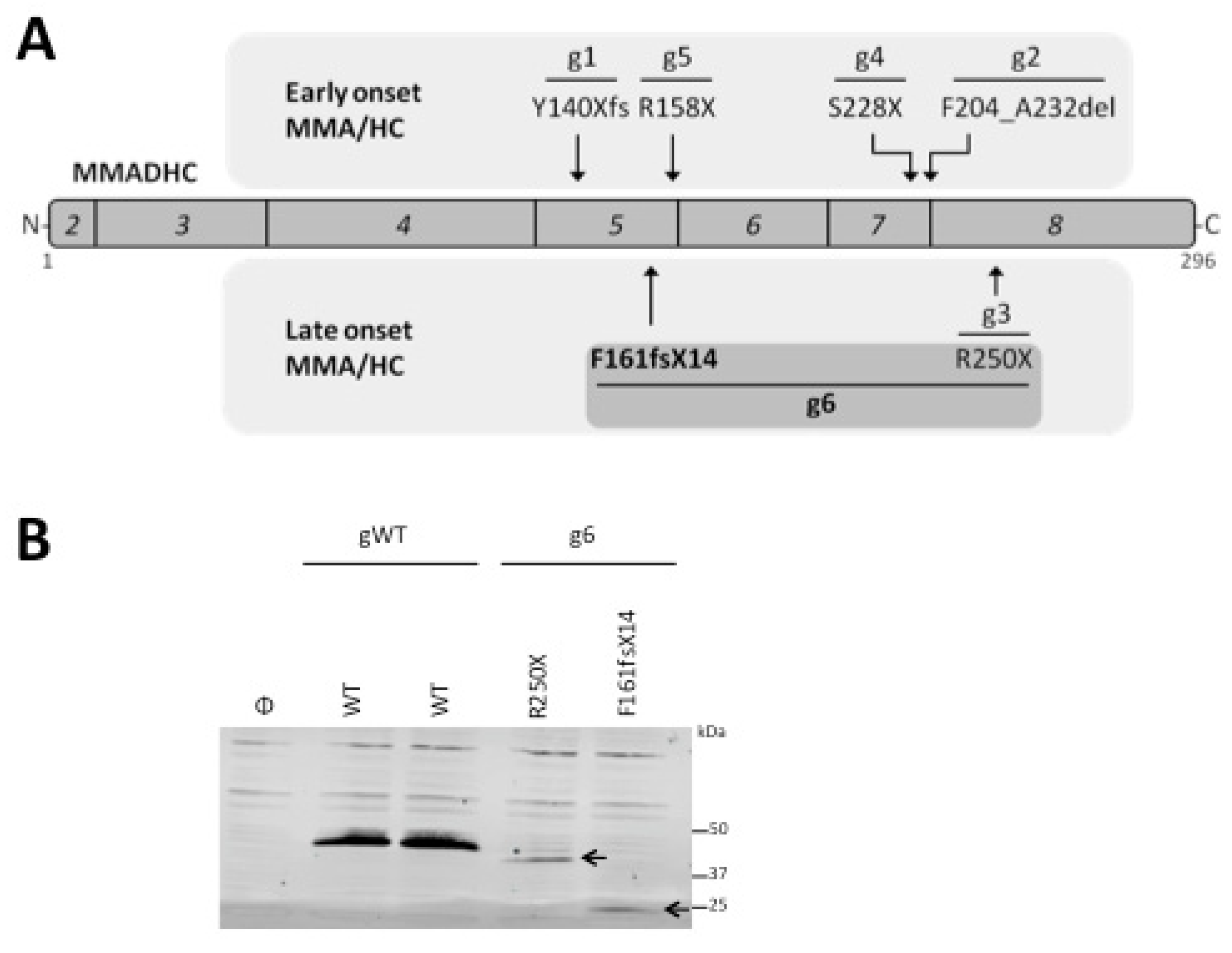 Jcm 09 00990 g001 Jcm 09 00990 g001