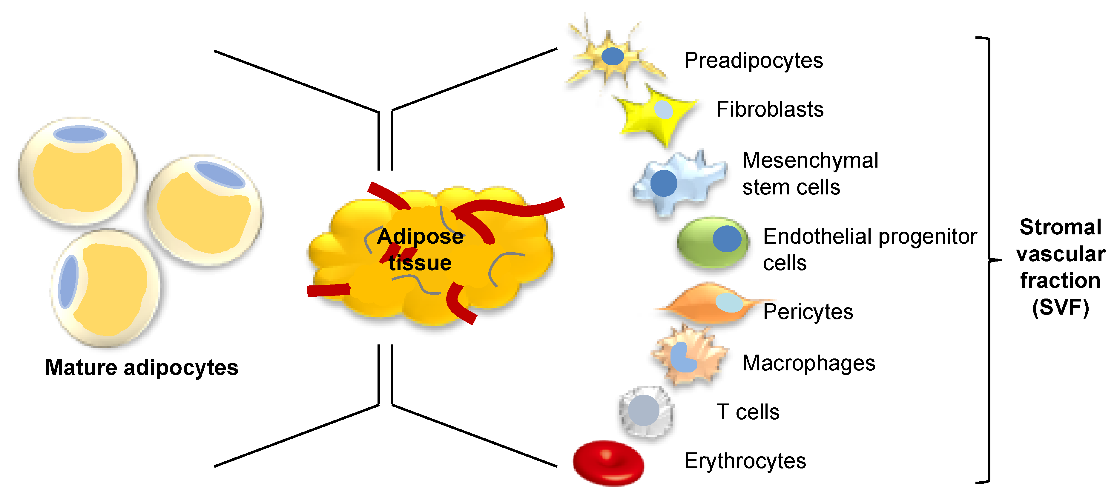 Jcm 09 02161 g001 Jcm 09 02161 g001
