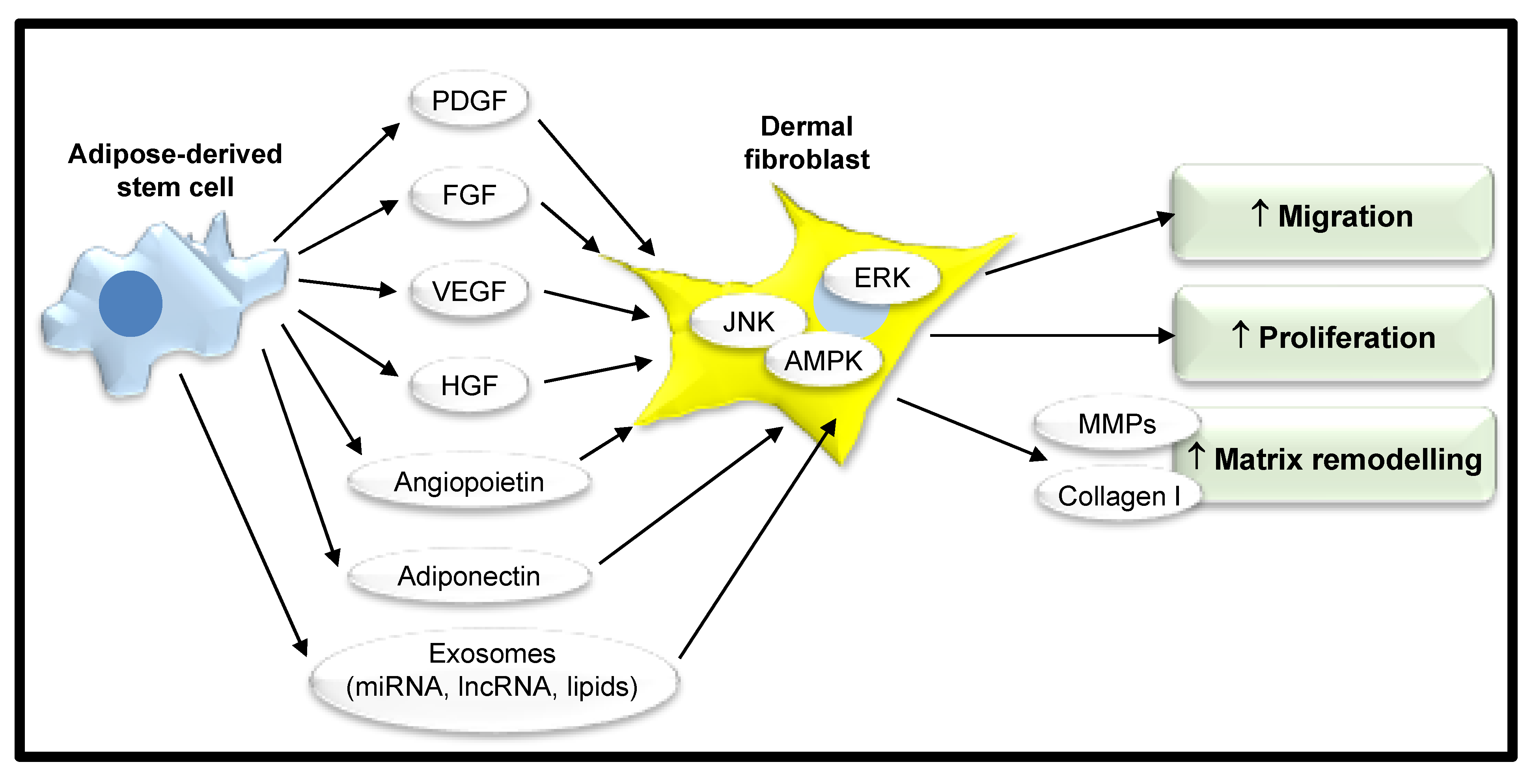 Jcm 09 02161 g003 Jcm 09 02161 g003