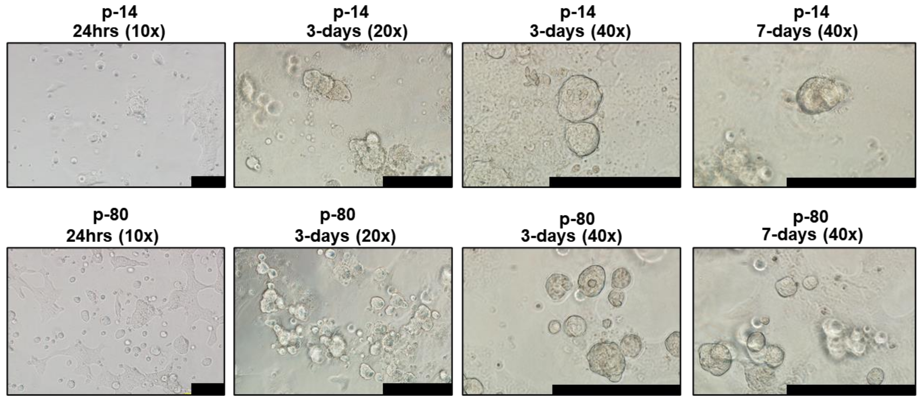Jcm 09 03820 g002 Jcm 09 03820 g002