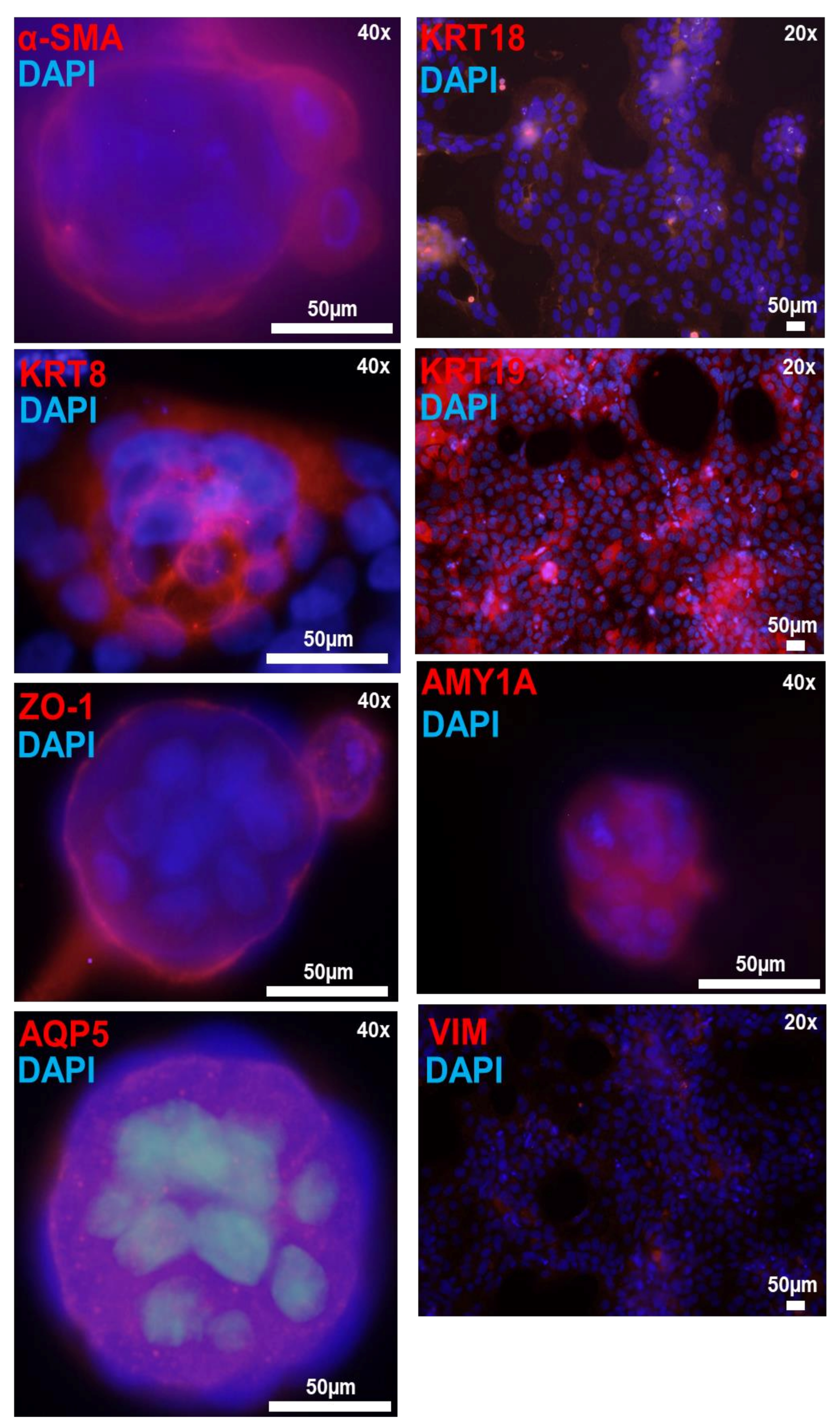 Jcm 09 03820 g007 Jcm 09 03820 g007