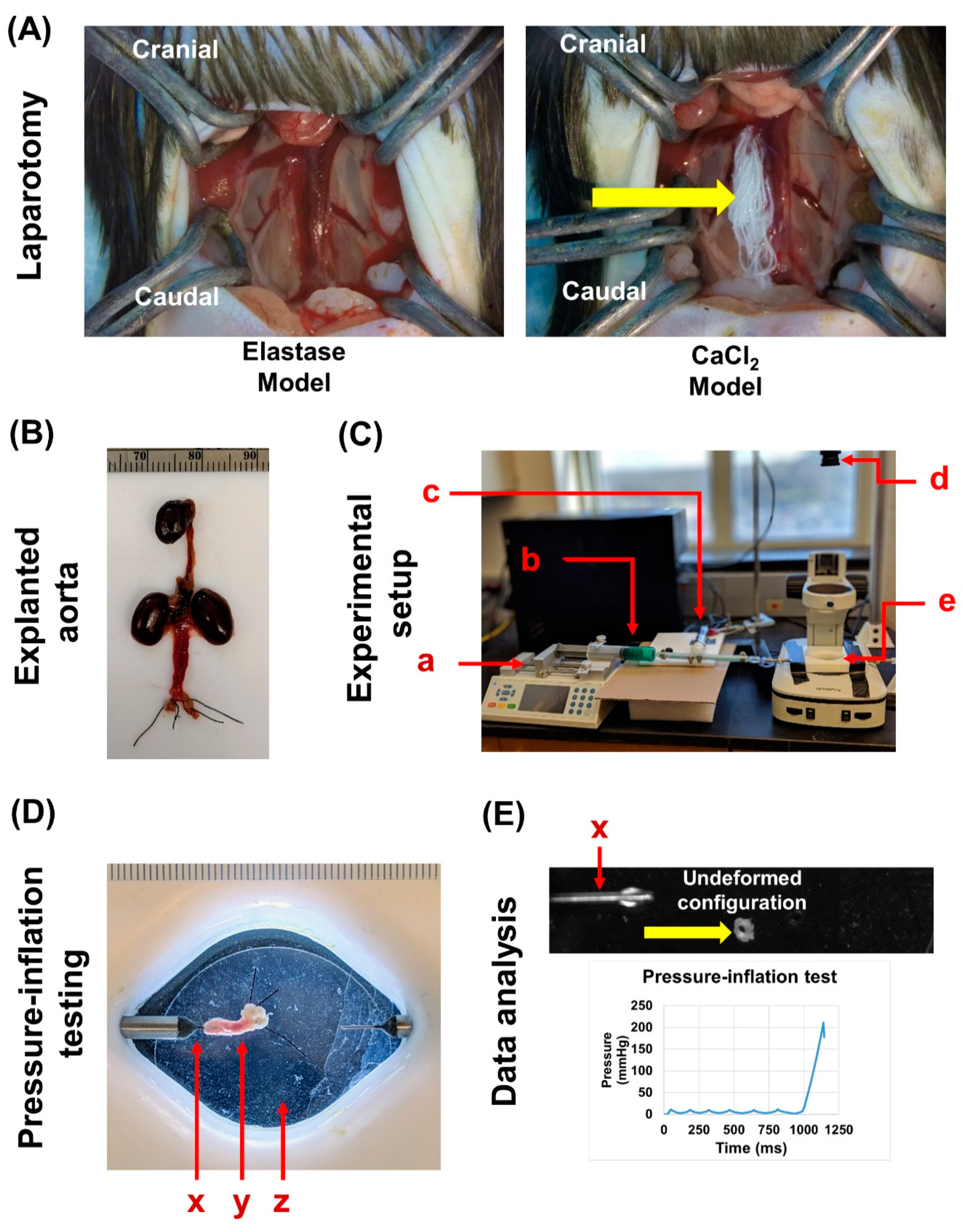 Jcm 10 00219 g002 Jcm 10 00219 g002