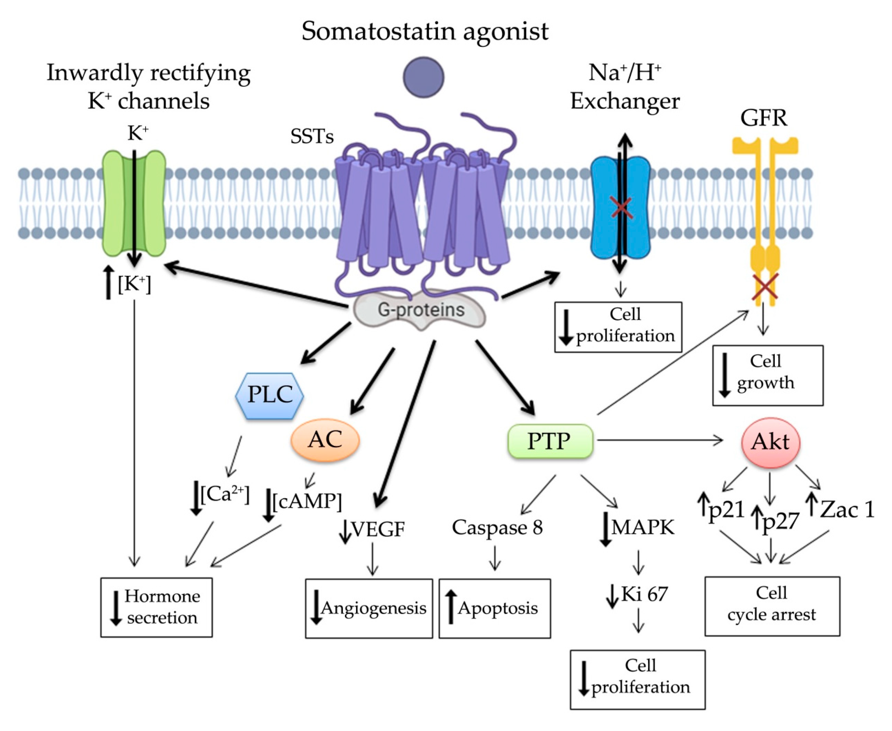 Somatostatin-Dopamine Chimeric Molecules in Neuroendocrine Neoplasms | MDPI