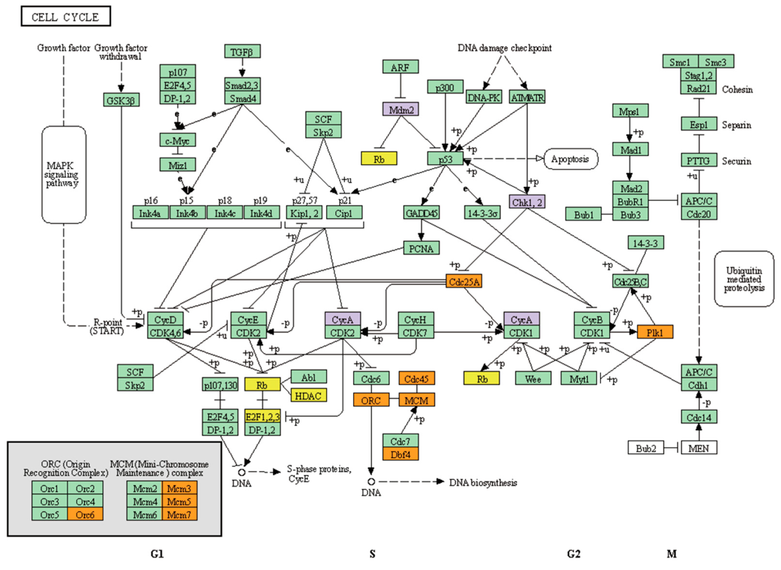 Jcm 10 00582 g003 Jcm 10 00582 g003