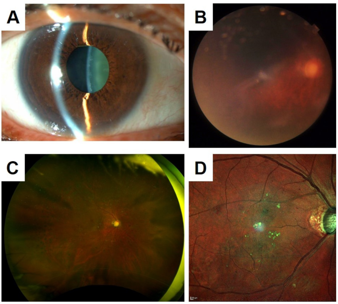 Jcm 10 00718 g002 Jcm 10 00718 g002