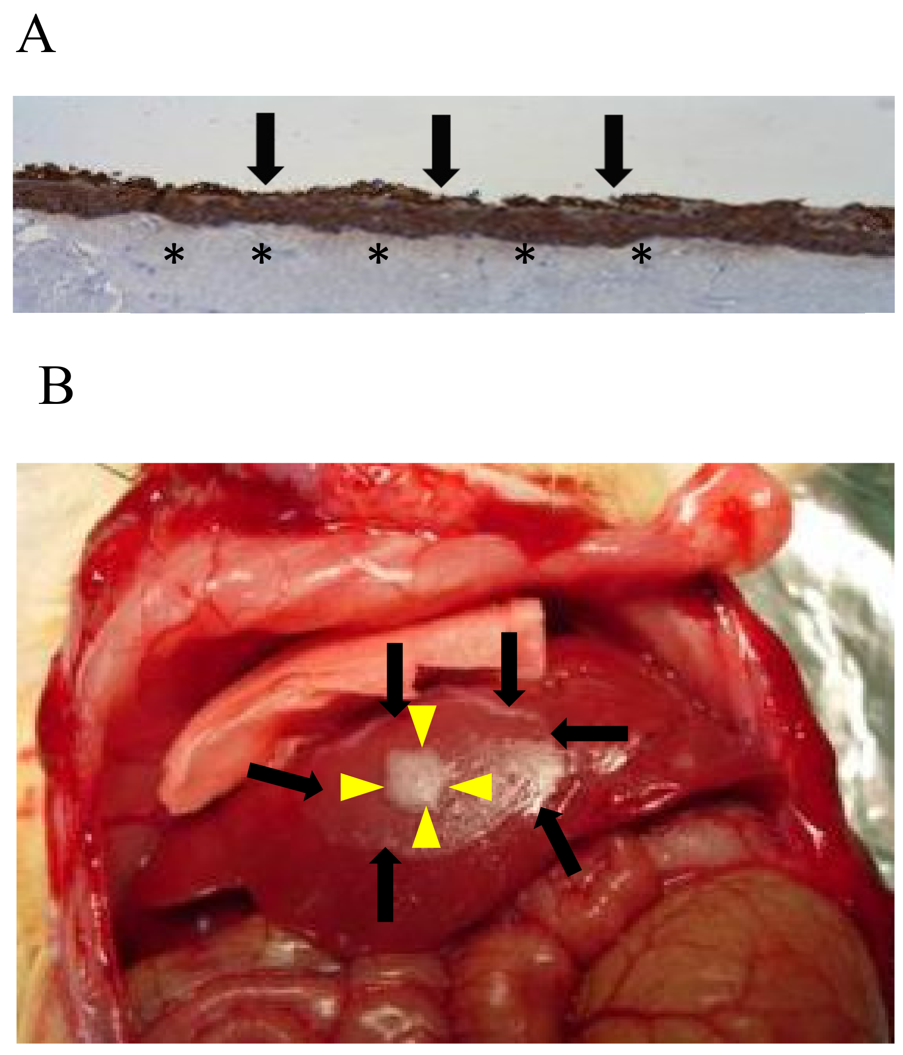 Jcm 10 00724 g001 Jcm 10 00724 g001