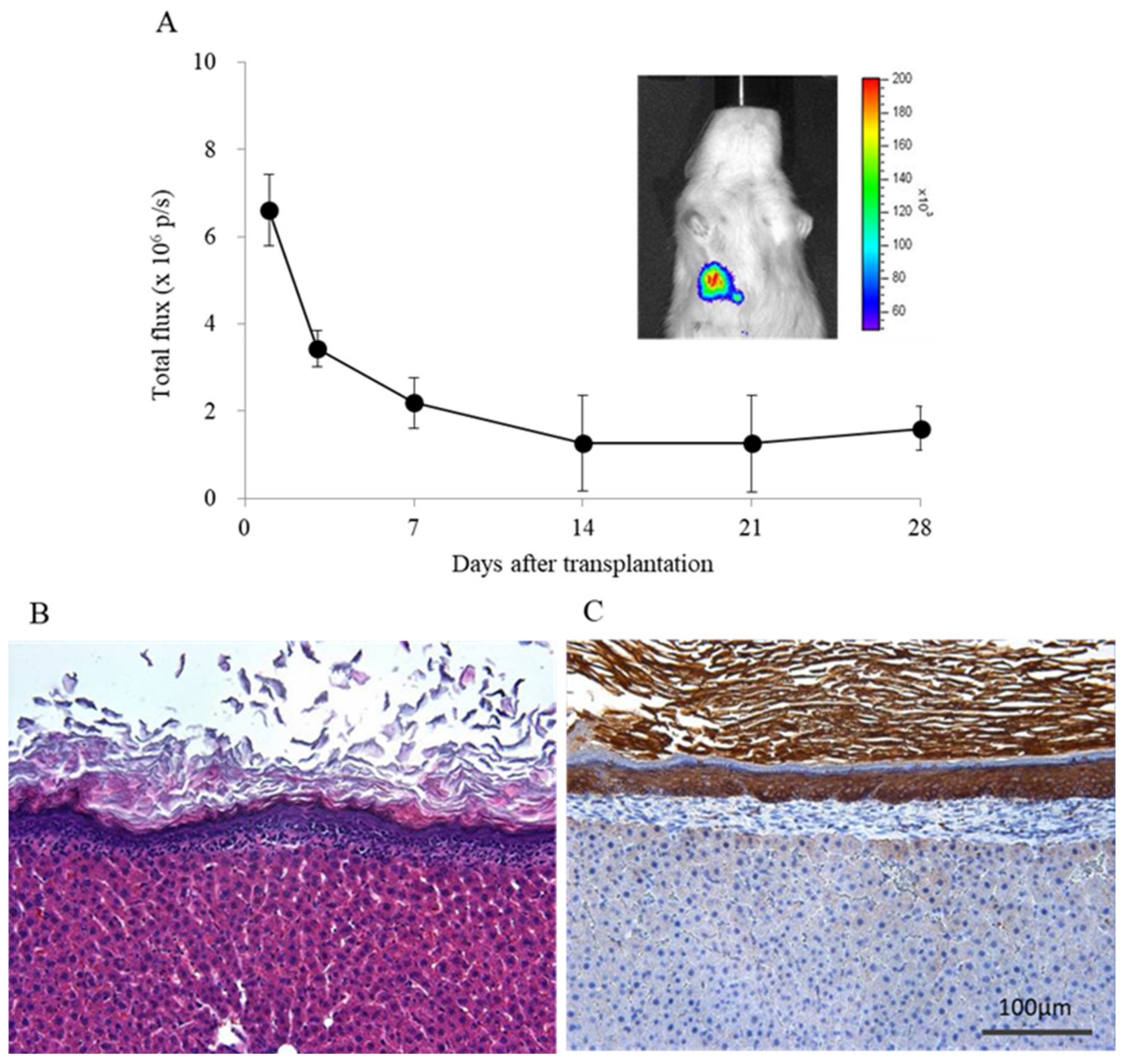 Jcm 10 00724 g002 Jcm 10 00724 g002
