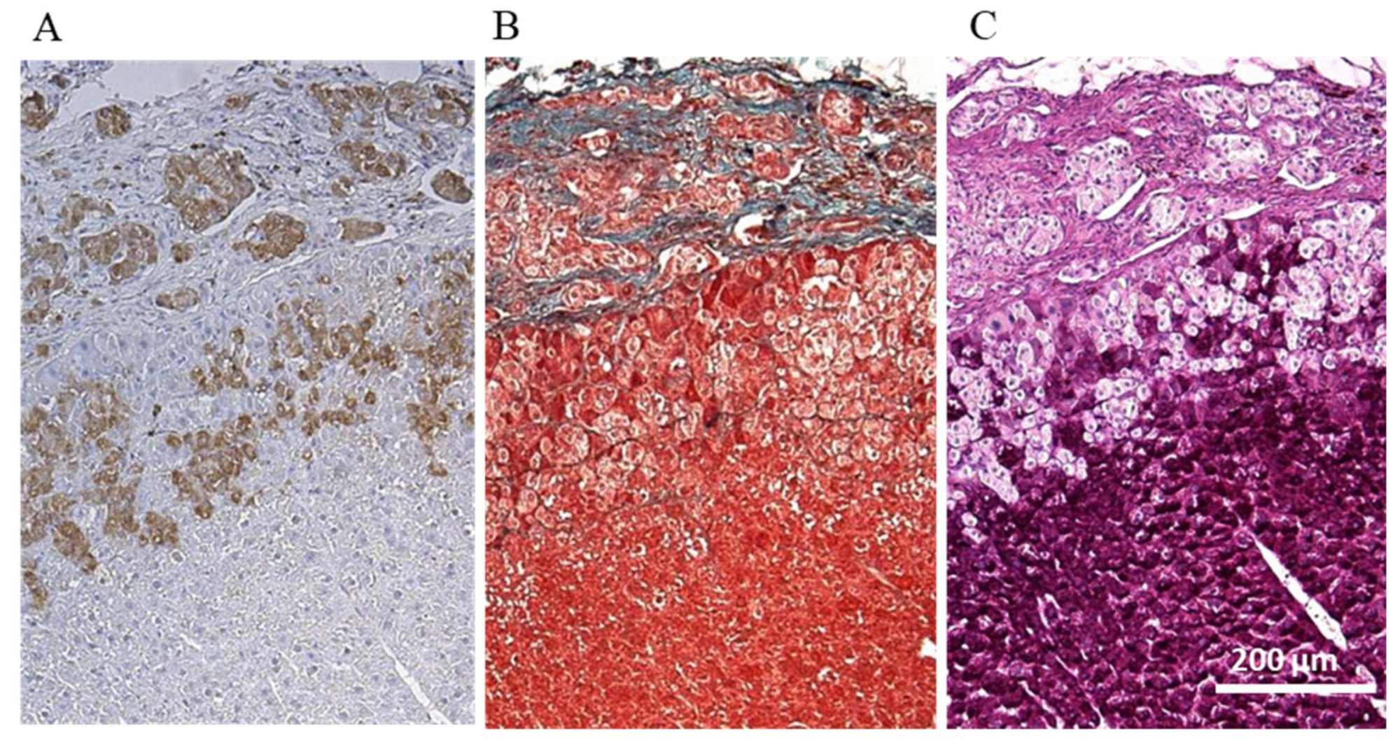 Jcm 10 00724 g006 Jcm 10 00724 g006