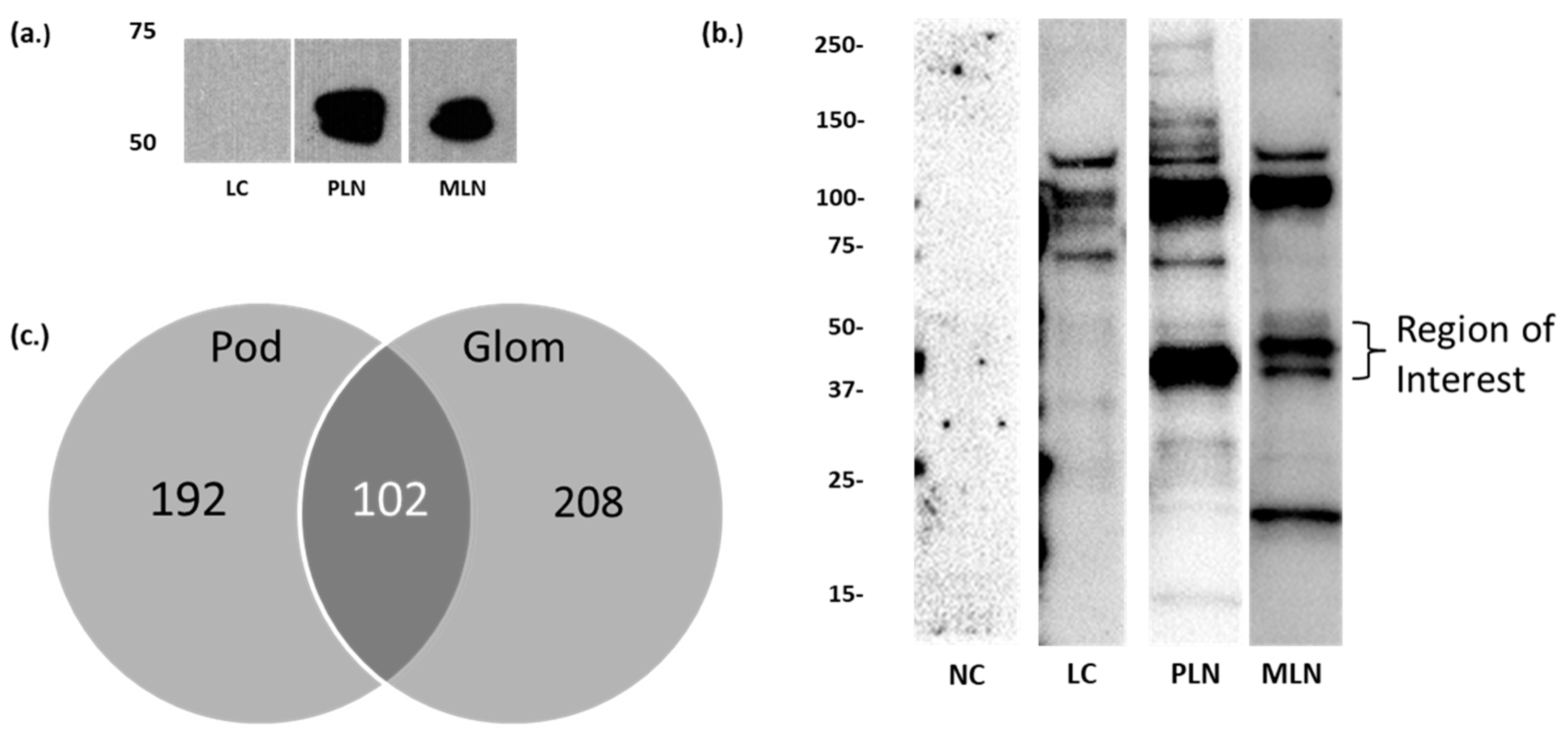 Jcm 10 00793 g001 Jcm 10 00793 g001