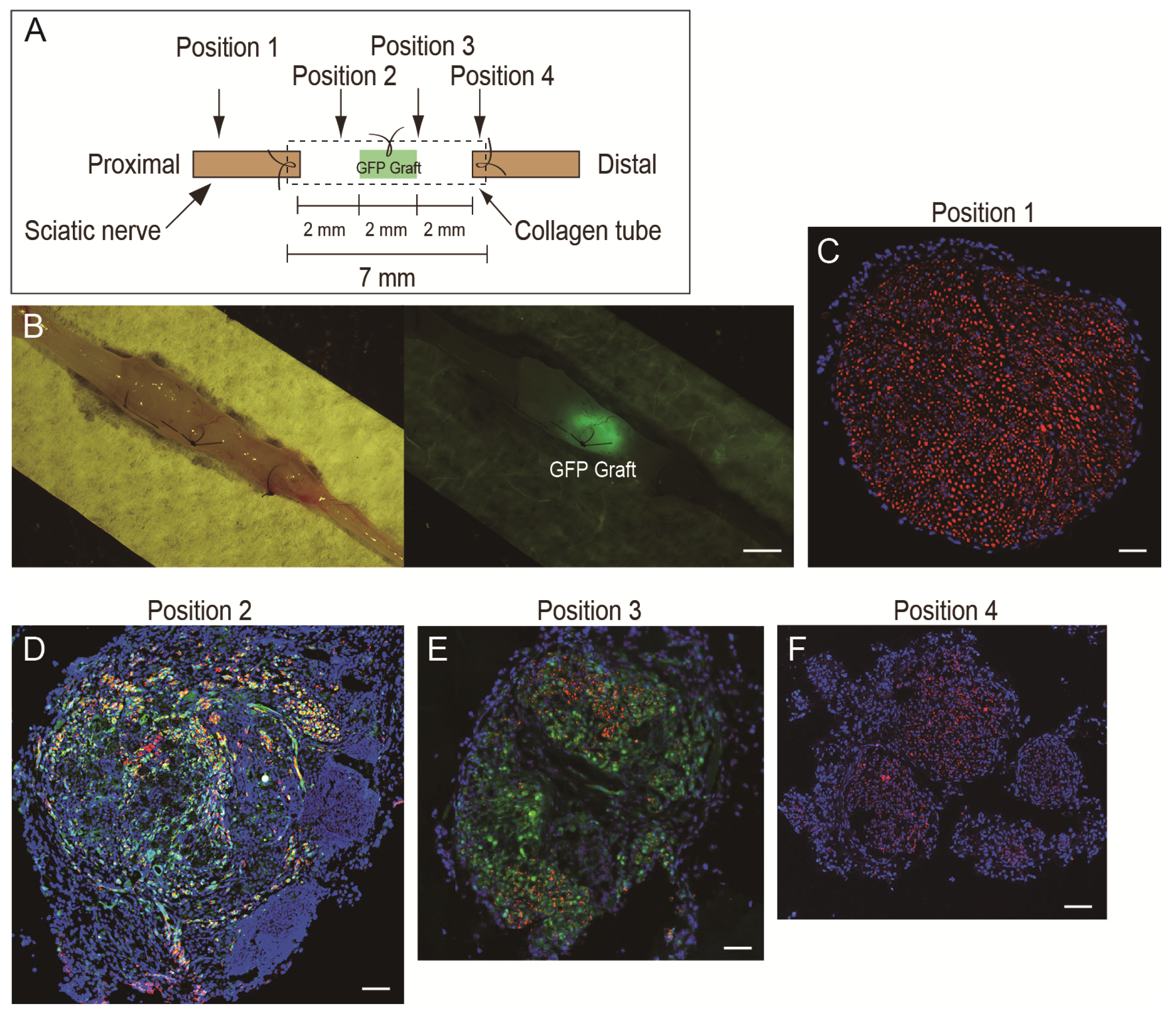 Jcm 10 00824 g001 Jcm 10 00824 g001