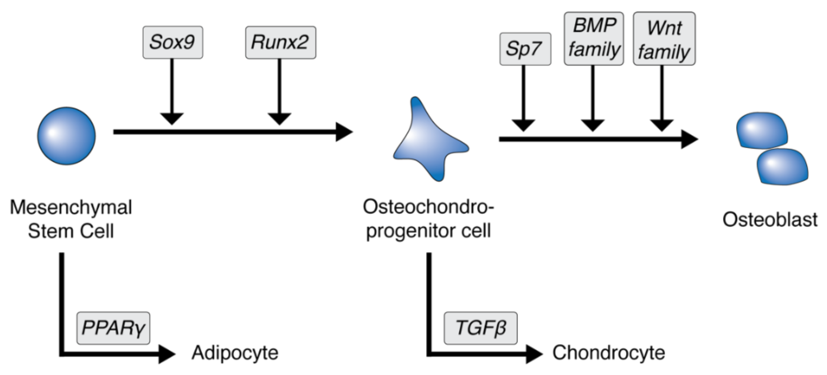 Jcm 10 01182 g001 Jcm 10 01182 g001
