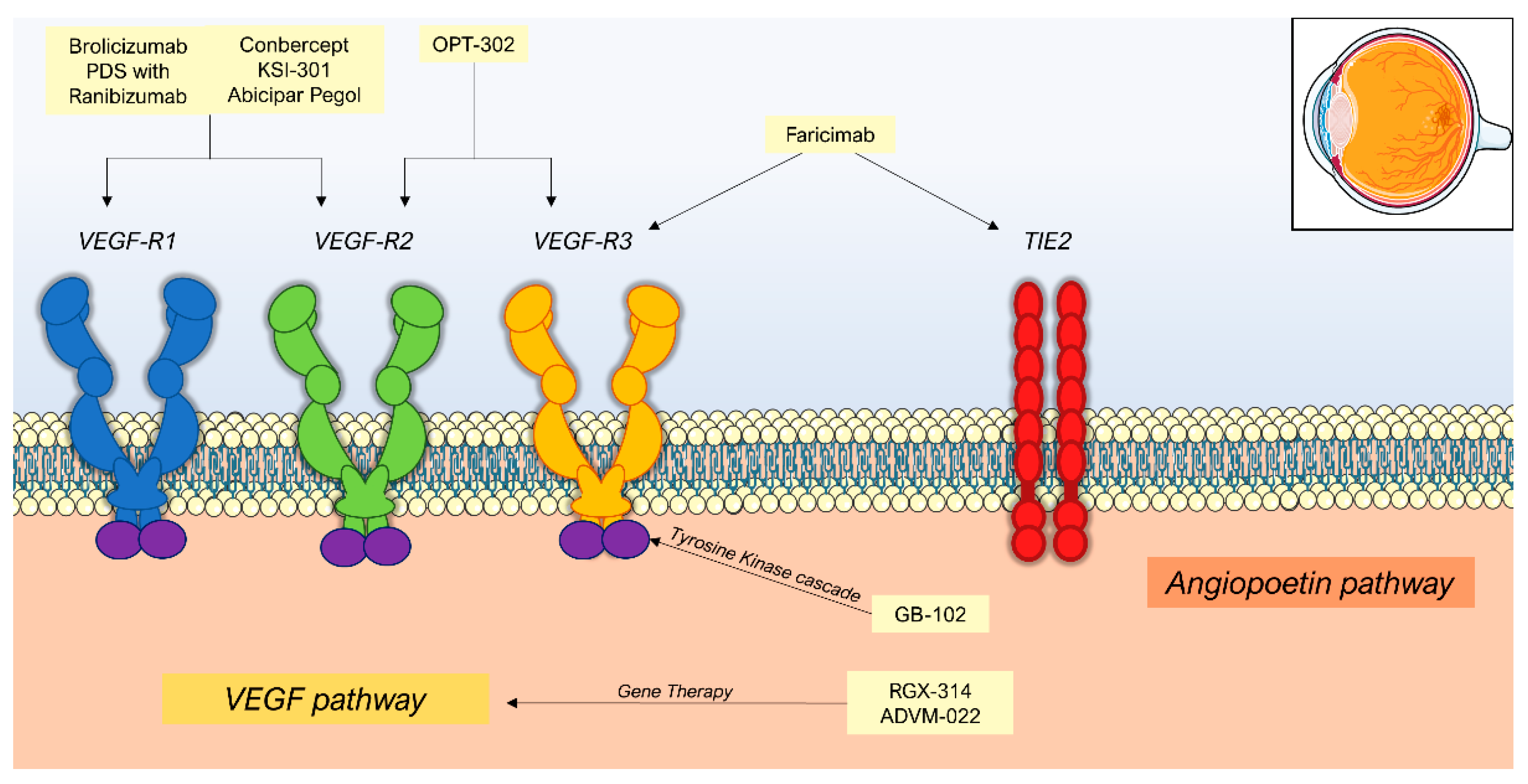 Jcm 10 02436 g001 Jcm 10 02436 g001