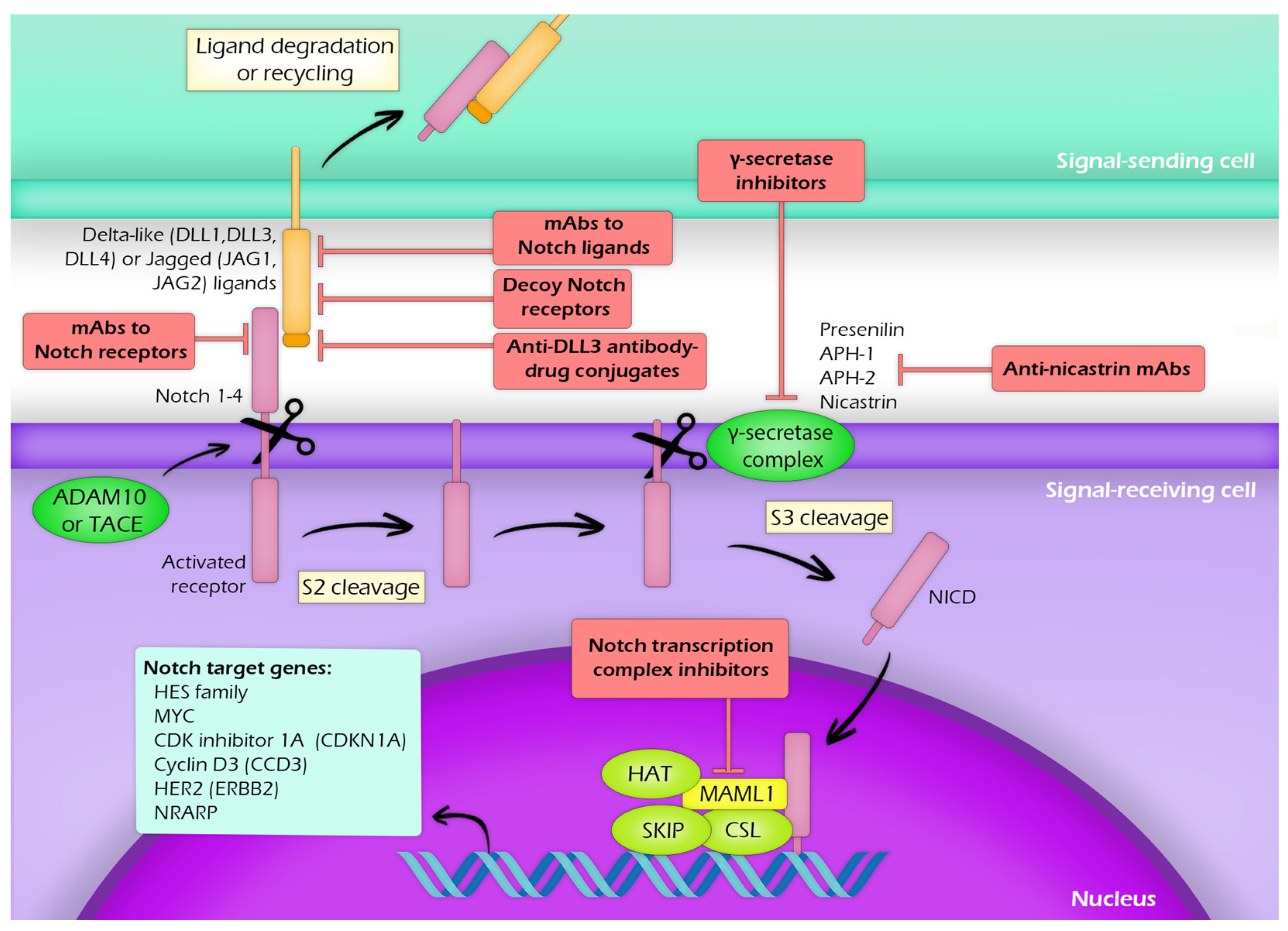 Jcm 10 03735 g001 Jcm 10 03735 g001