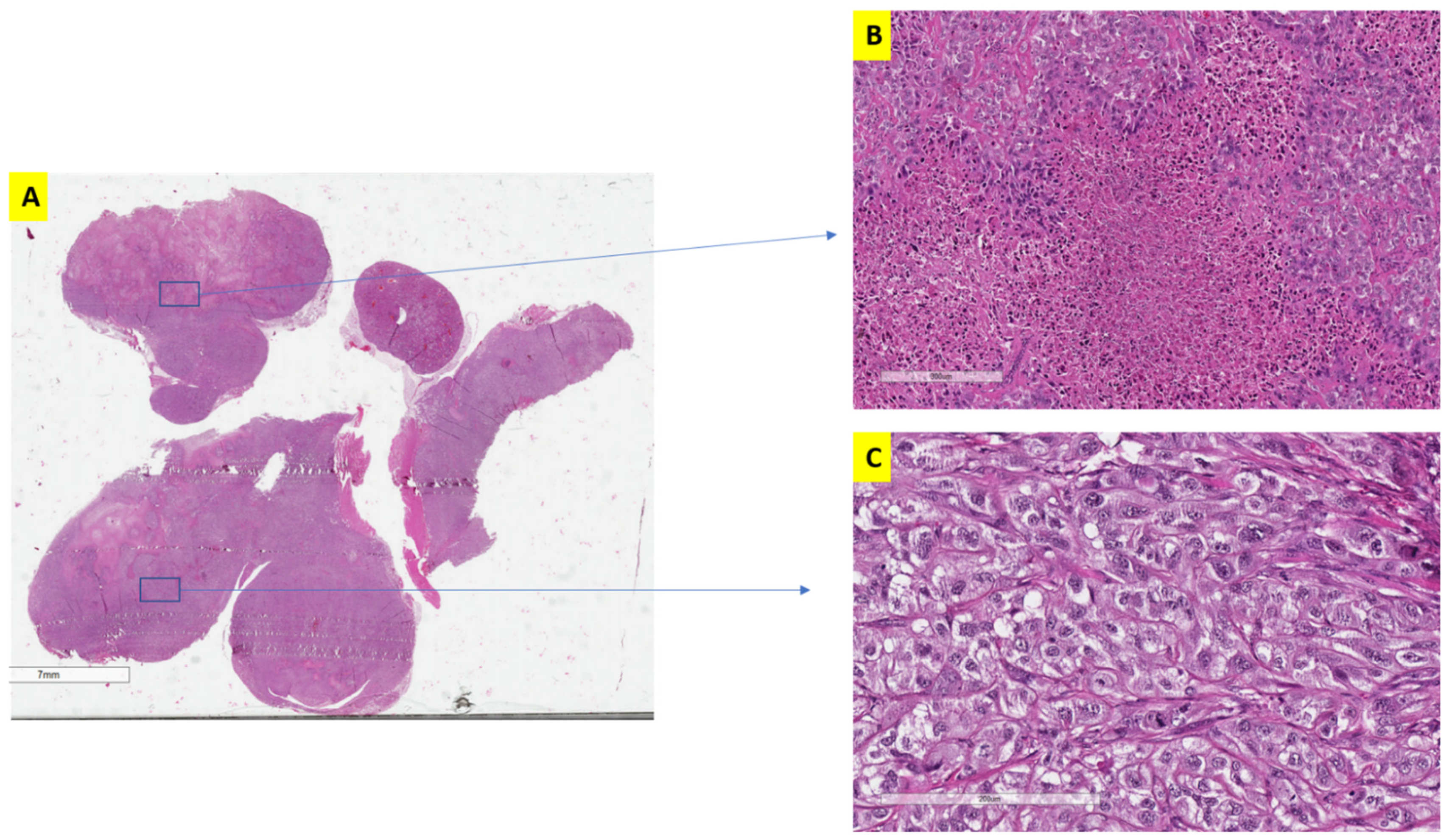 Jcm 11 00369 g004 Jcm 11 00369 g004