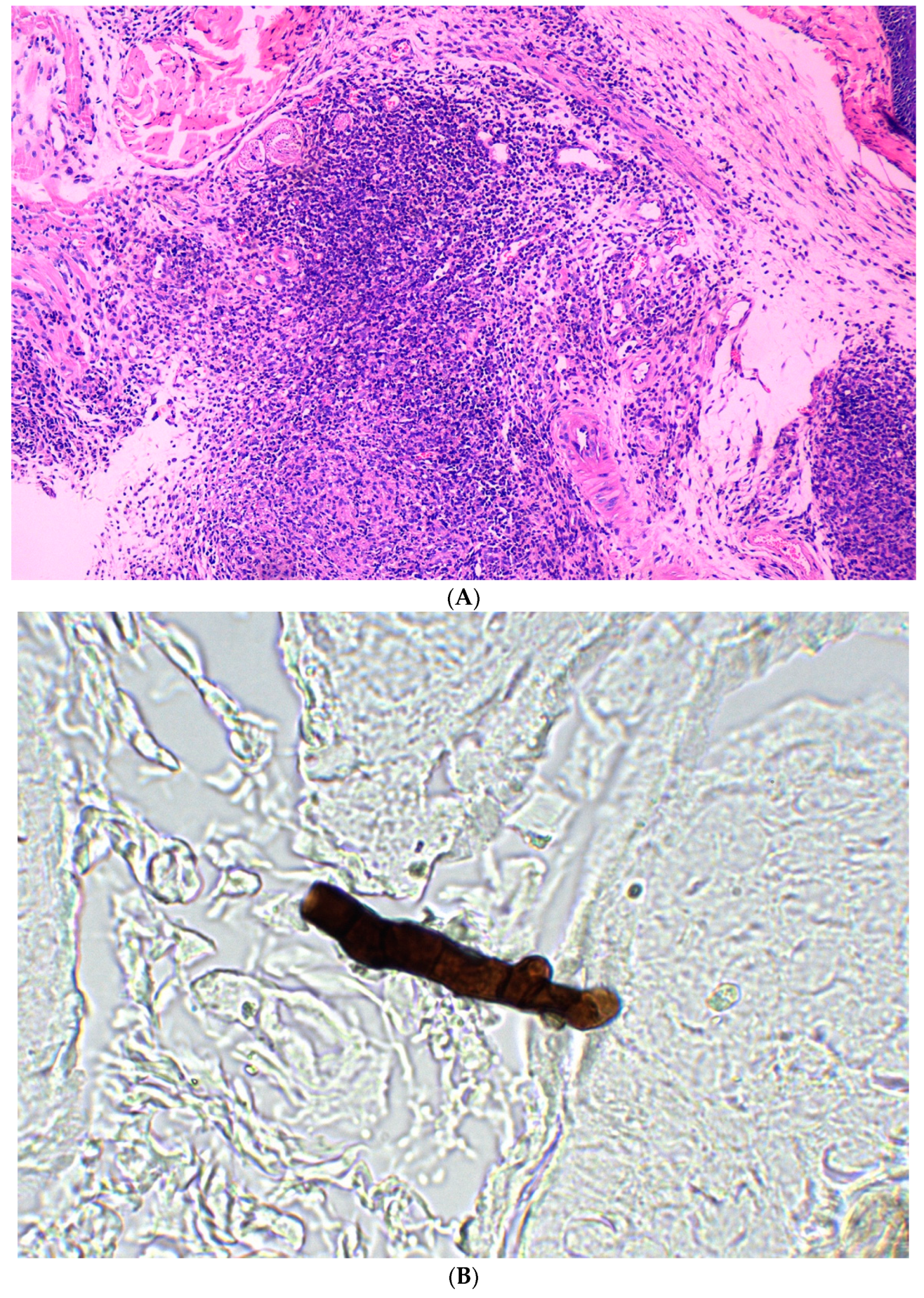 Jcm 11 05393 g003
