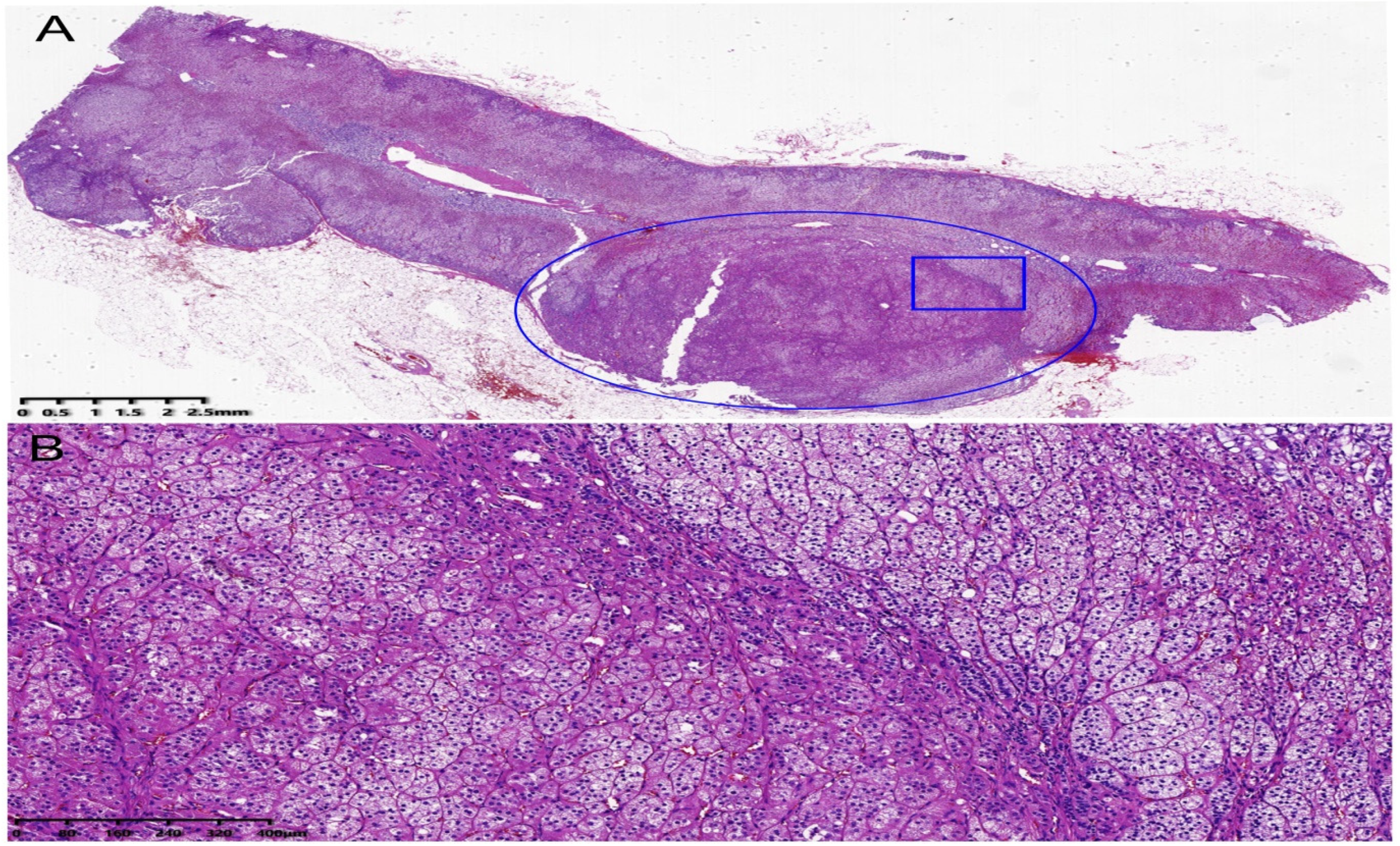 Jcm 11 06276 g002 Jcm 11 06276 g002