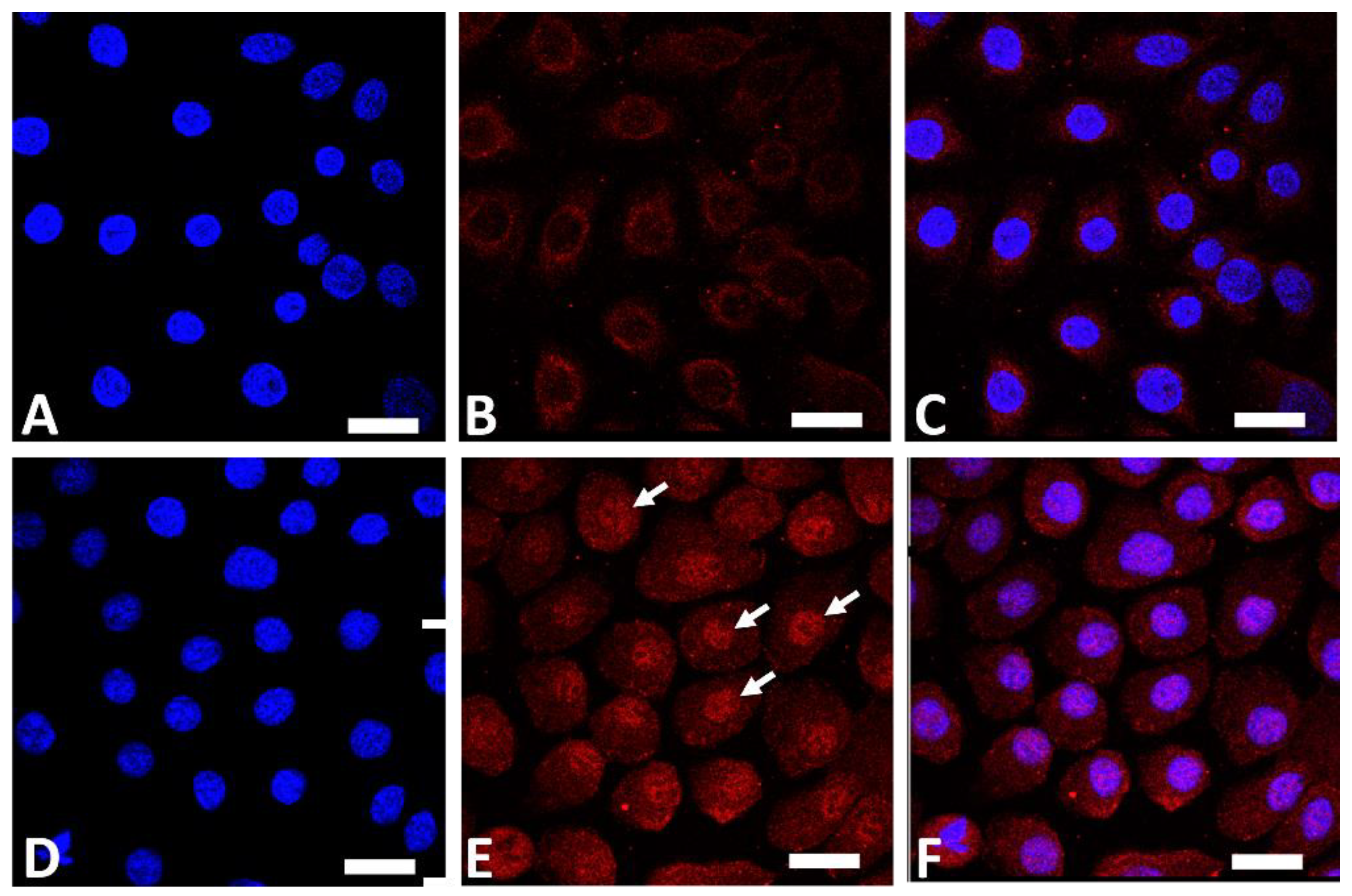 Jcm 11 06338 g001 Jcm 11 06338 g001