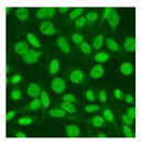 Jcm 11 06972 i001 Jcm 11 06972 i001