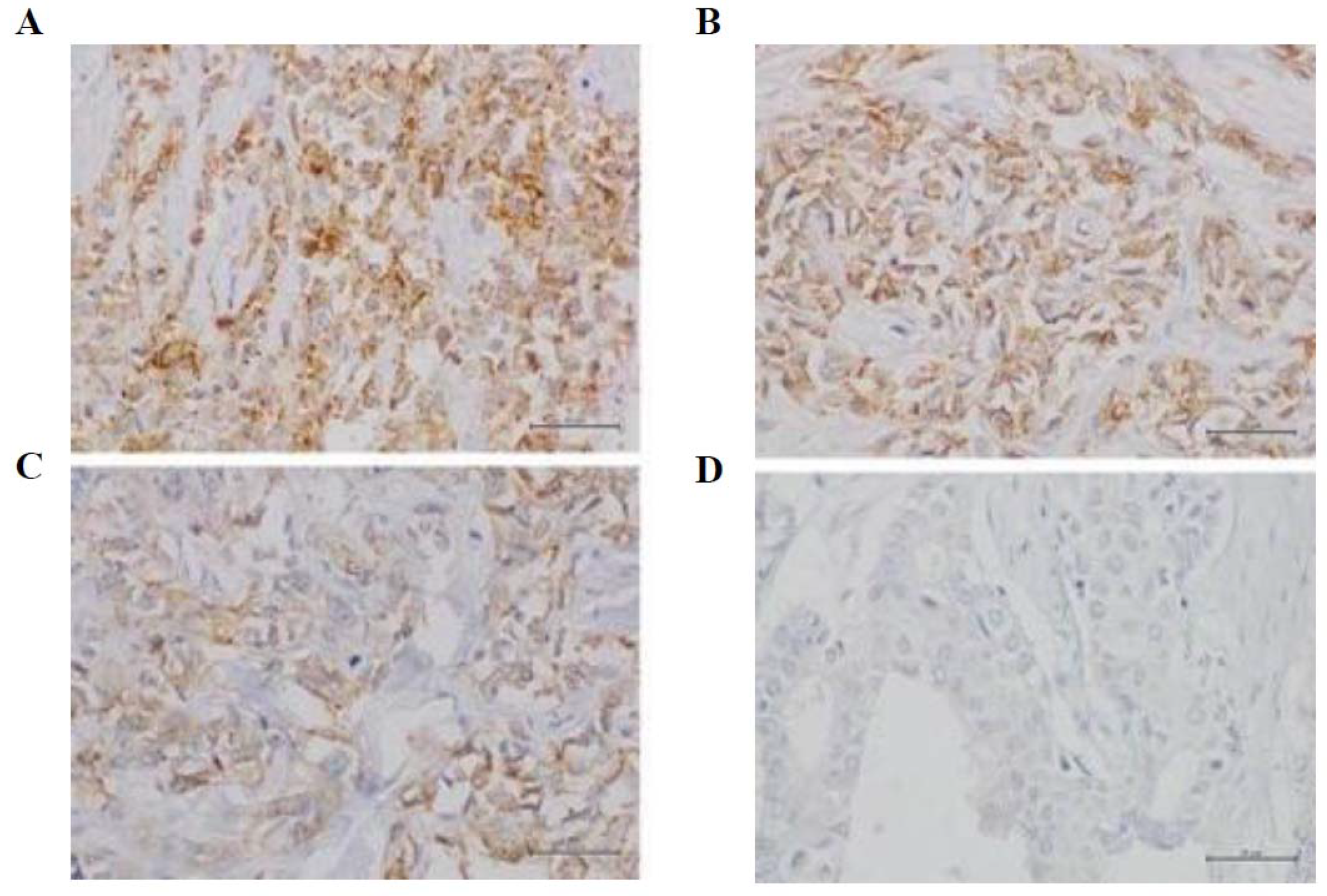 Jcm 11 06987 g001 Jcm 11 06987 g001