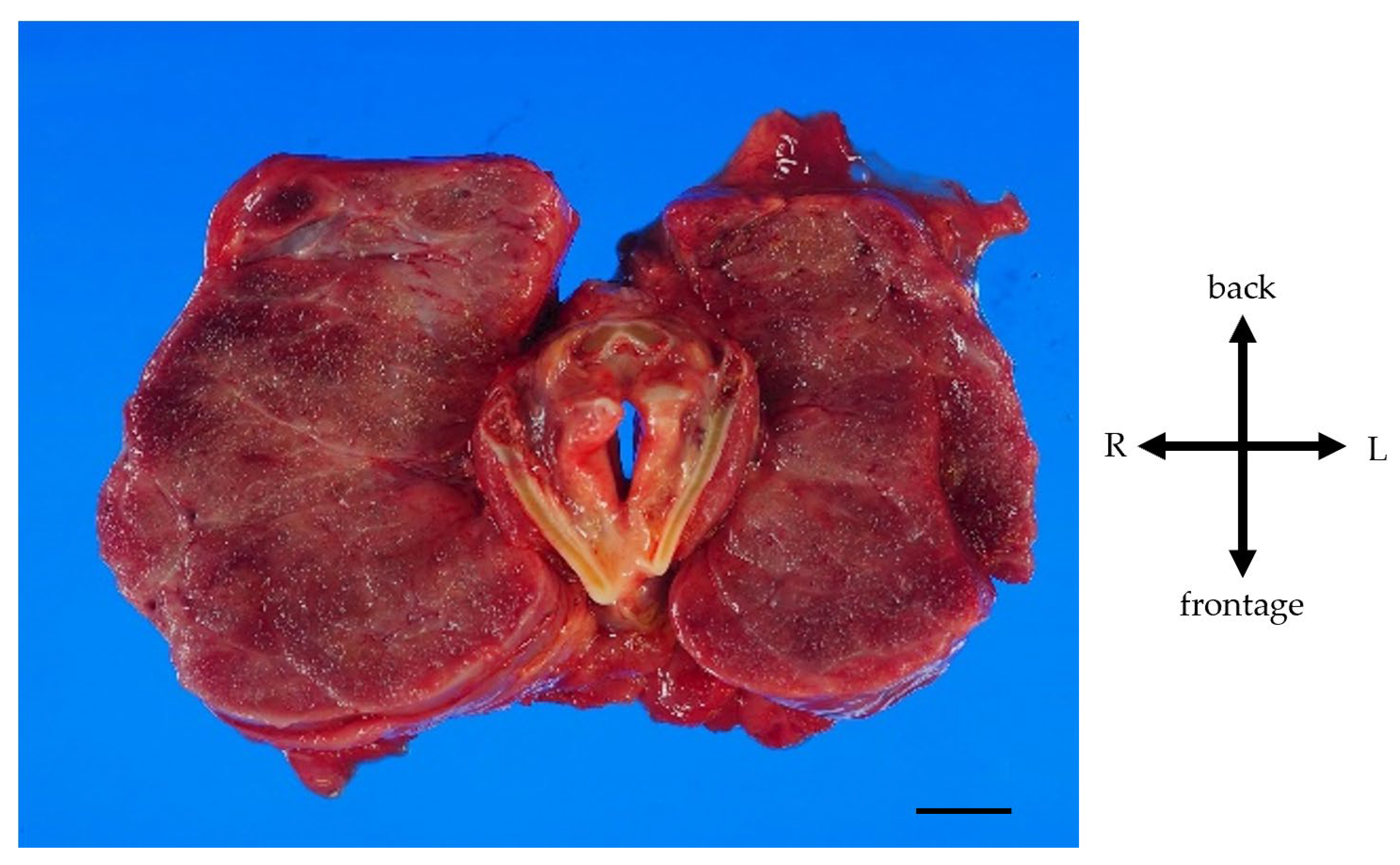 Jcm 12 06359 g004 Jcm 12 06359 g004