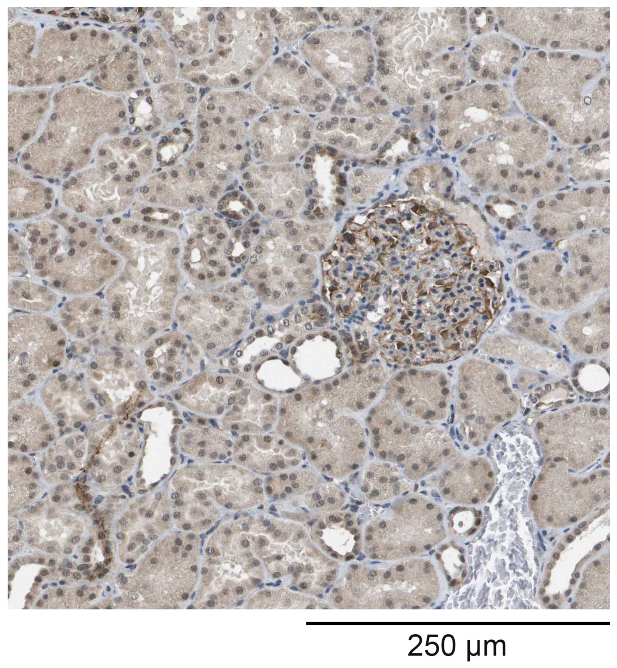 Jcm 13 02629 g001 Jcm 13 02629 g001