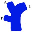 Jcm 13 02924 i003 Jcm 13 02924 i003