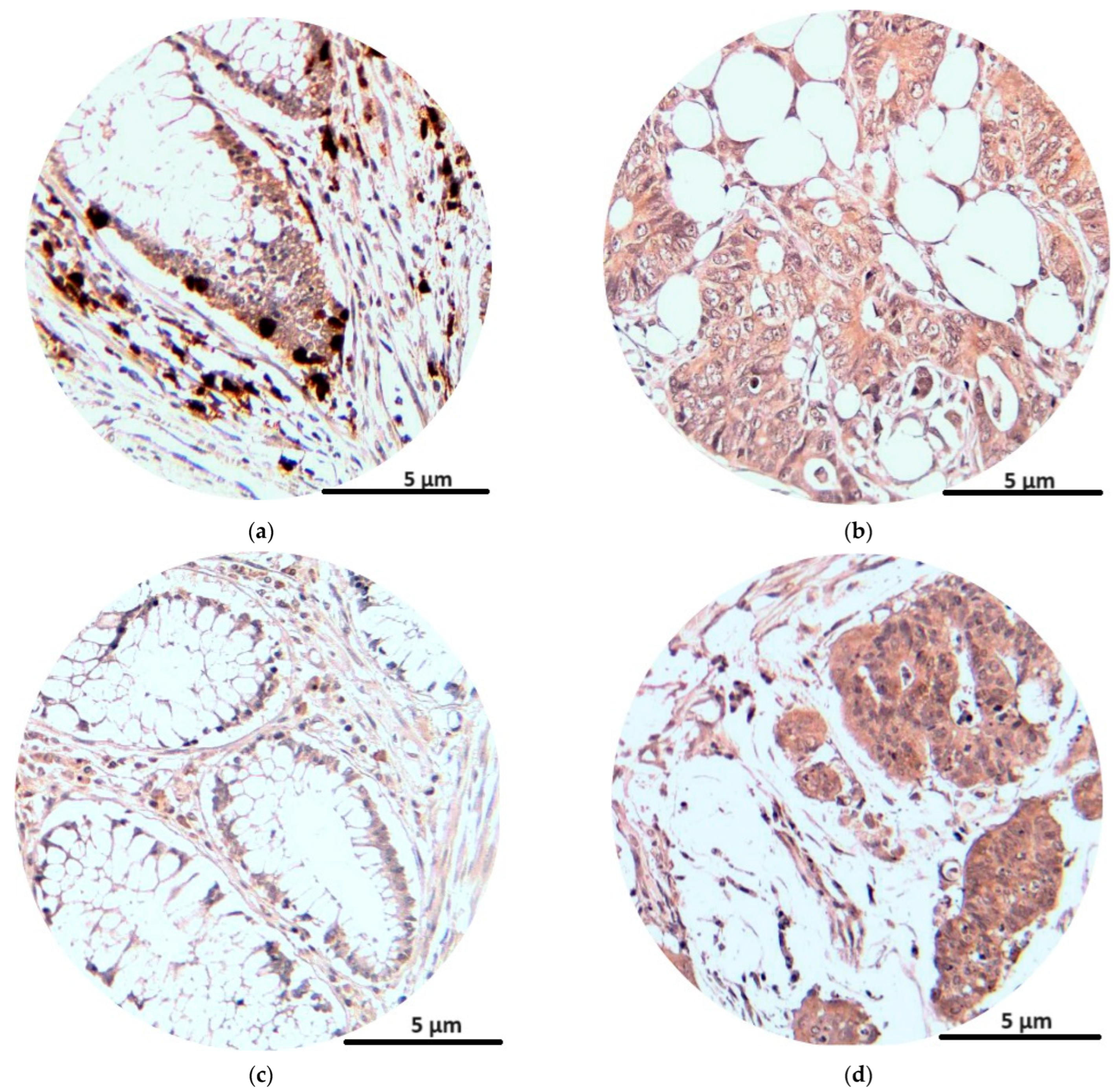 Jcm 13 05616 g004 Jcm 13 05616 g004