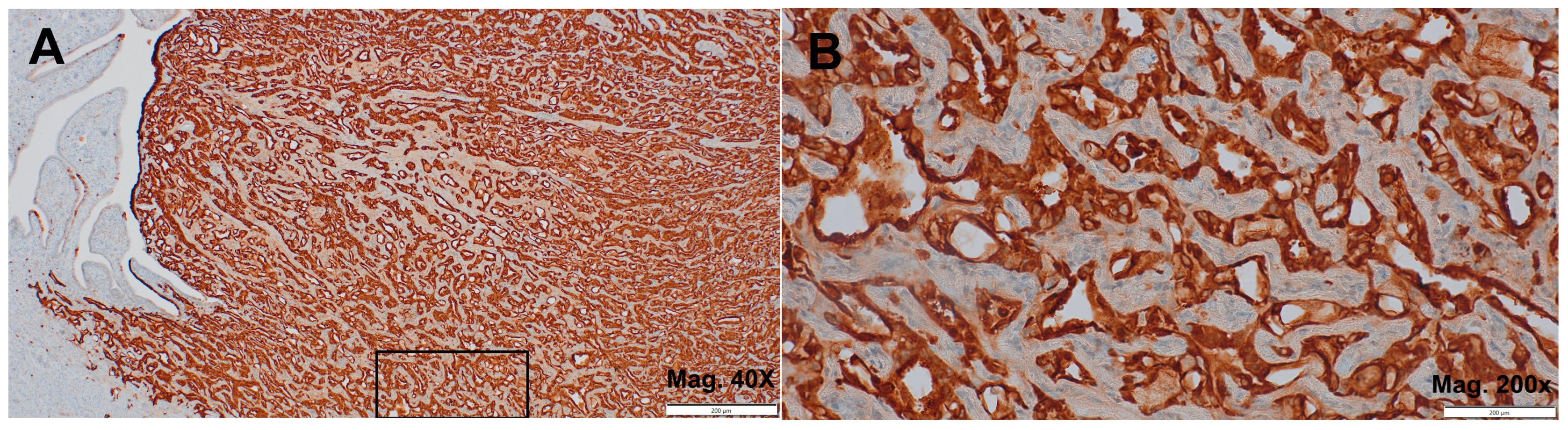 Jcm 14 00813 g002 Jcm 14 00813 g002