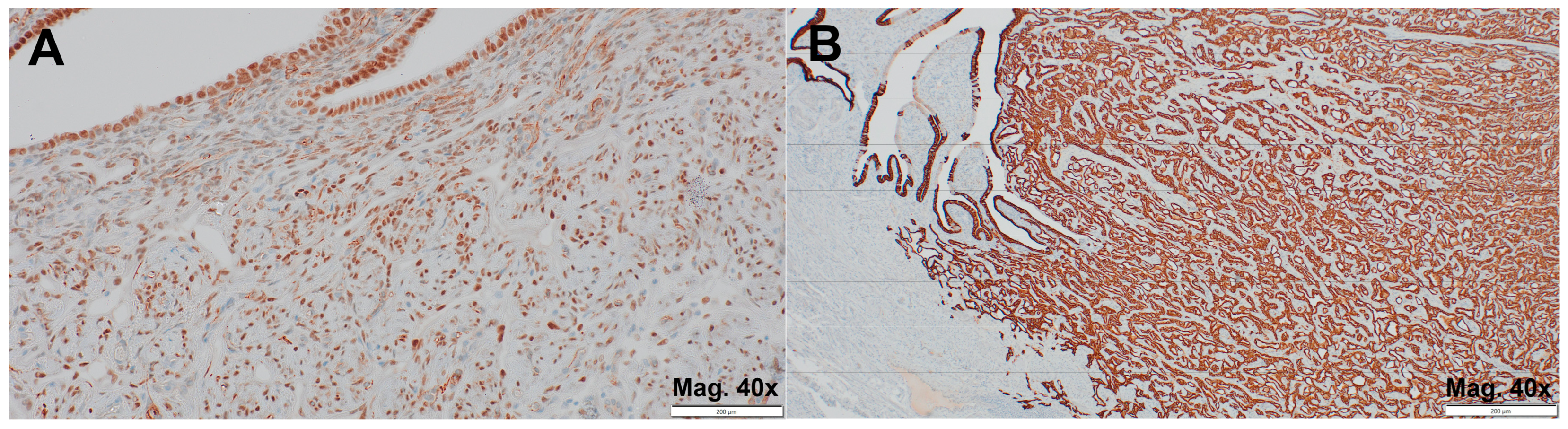 Jcm 14 00813 g003 Jcm 14 00813 g003