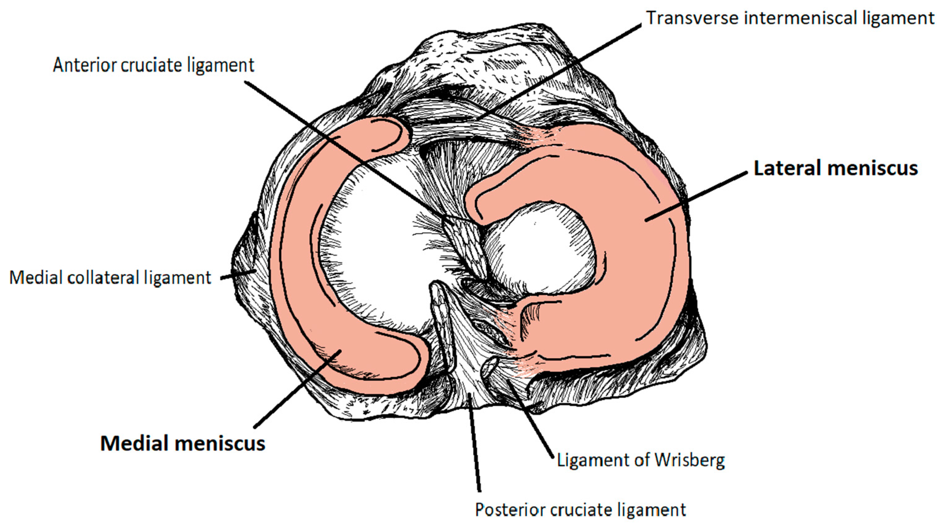 The Meniscus: Basic Science and Therapeutic Approaches | MDPI
